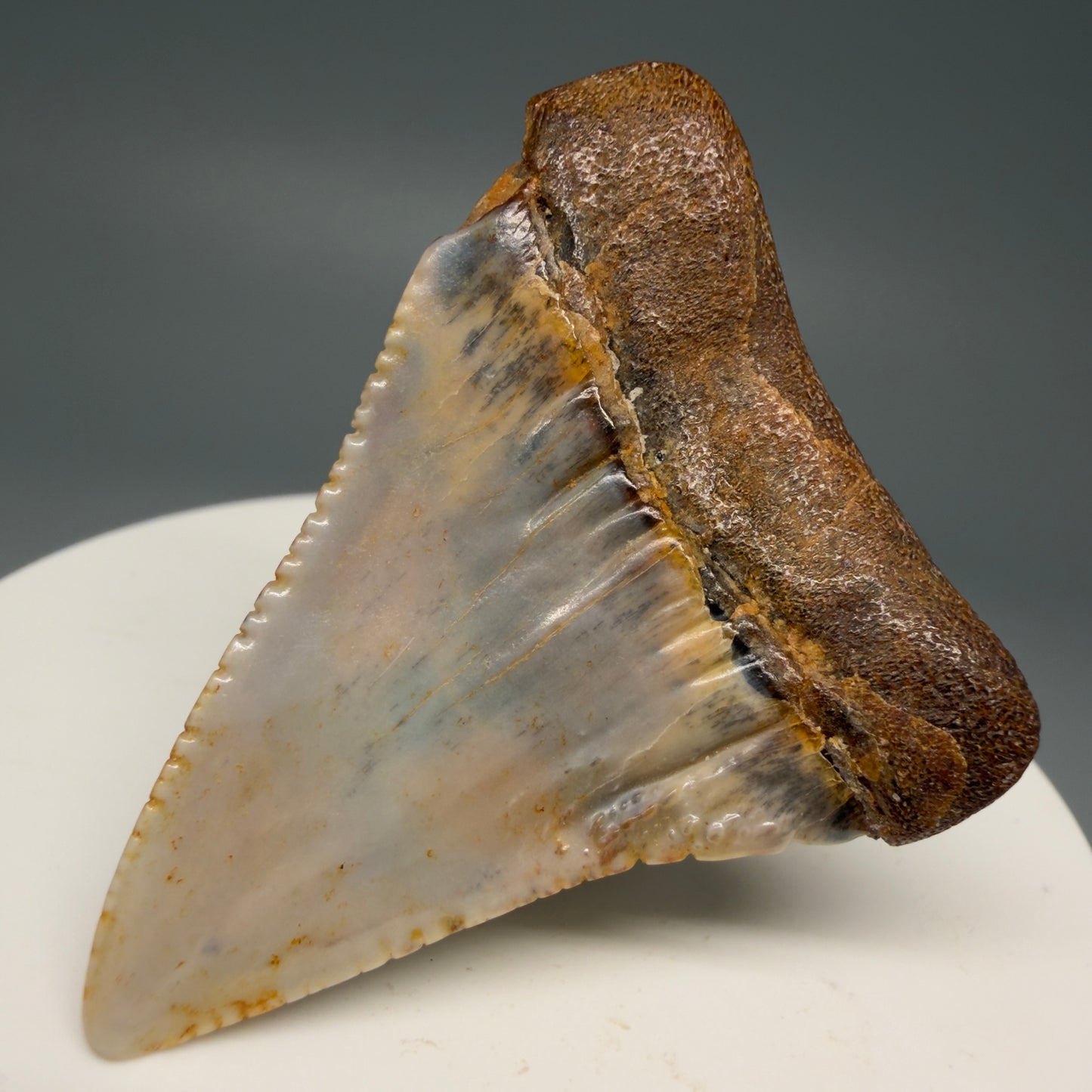 Back Right View Colorful 1.89" long Fossil Great White Tooth from the deserts of Peru GW1260