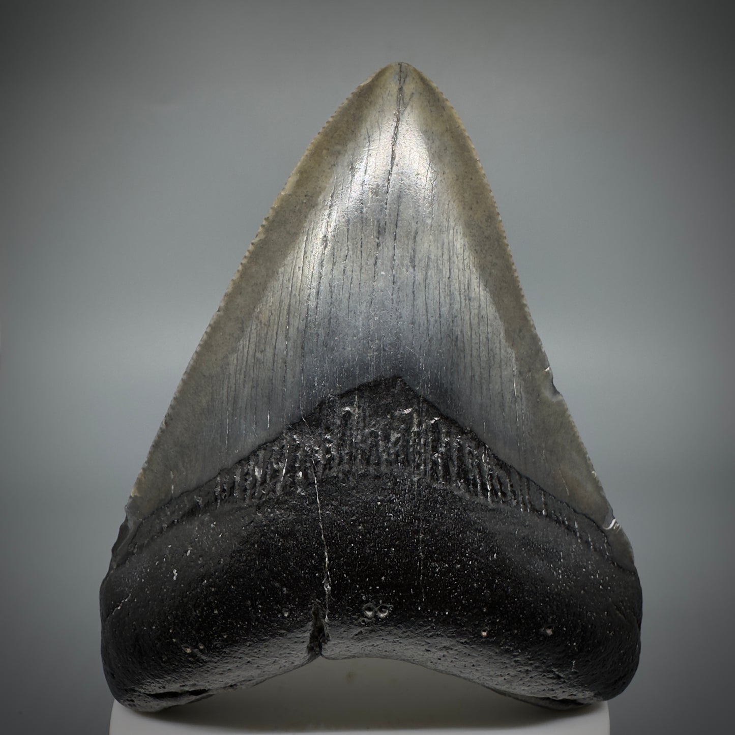 Dark colors 3.77" Fossil Megalodon Shark Tooth from South Carolina CM5278 - Front