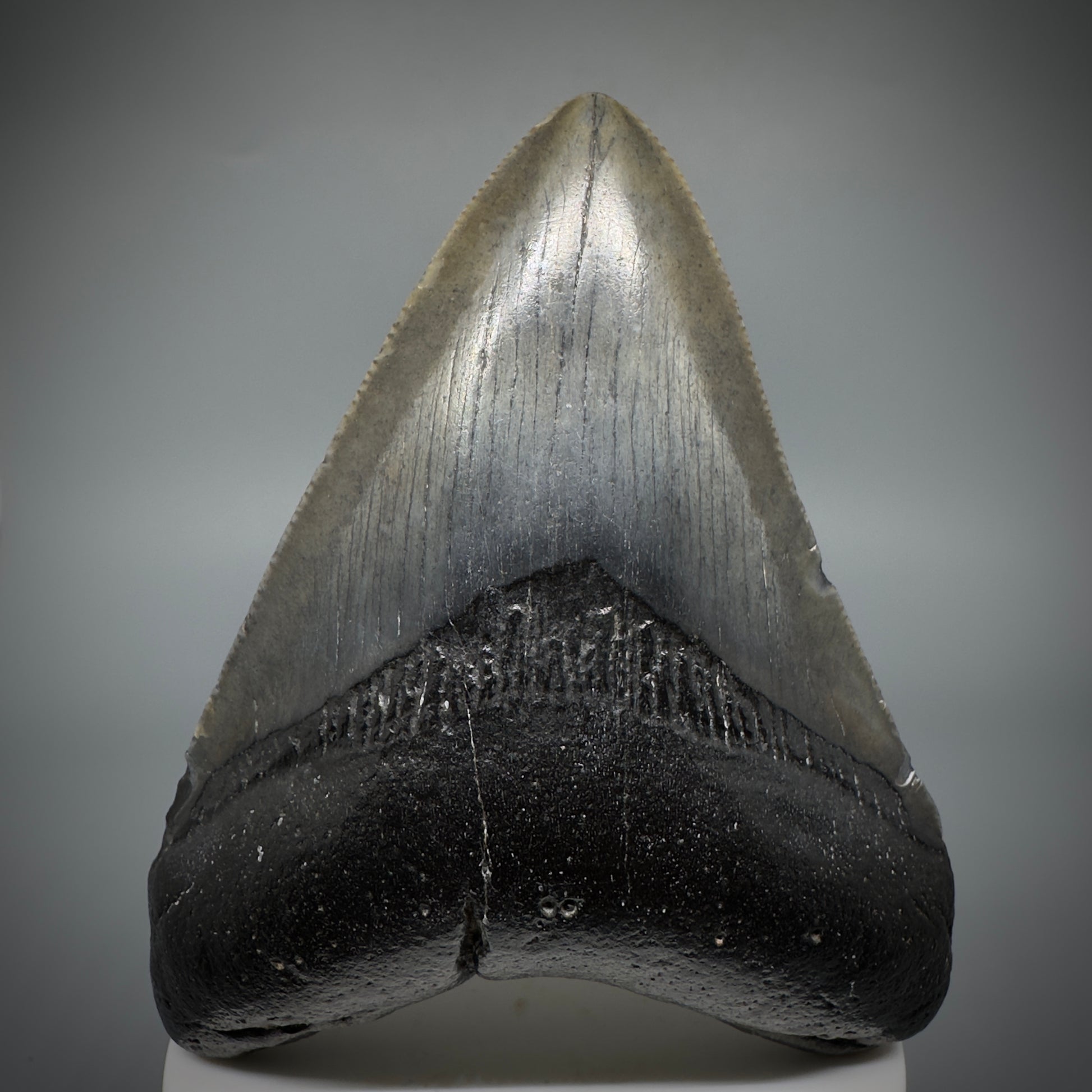 Dark colors 3.77" Fossil Megalodon Shark Tooth from South Carolina CM5278 - Front