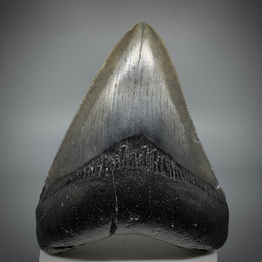 Dark colors 3.77" Fossil Megalodon Shark Tooth from South Carolina CM5278 - Front