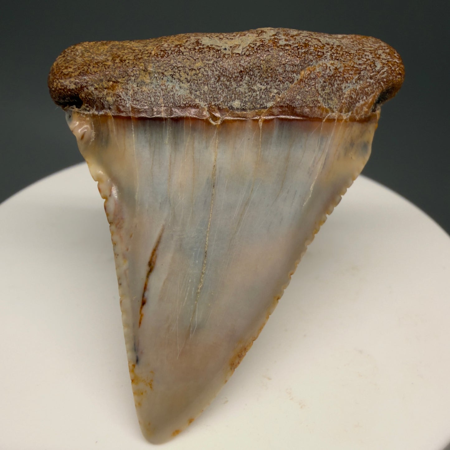 Front View Colorful 1.89" long Fossil Great White Tooth from the deserts of Peru GW1260 - 1