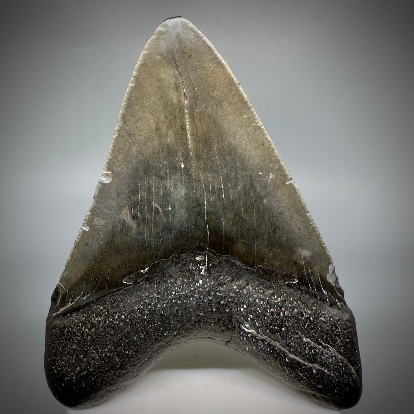 Dark colors 3.77" Fossil Megalodon Shark Tooth from South Carolina CM5278 - Back
