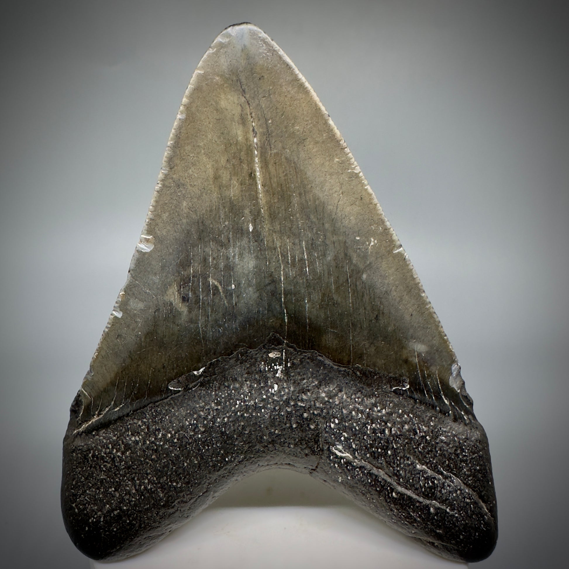 Dark colors 3.77" Fossil Megalodon Shark Tooth from South Carolina CM5278 - Back