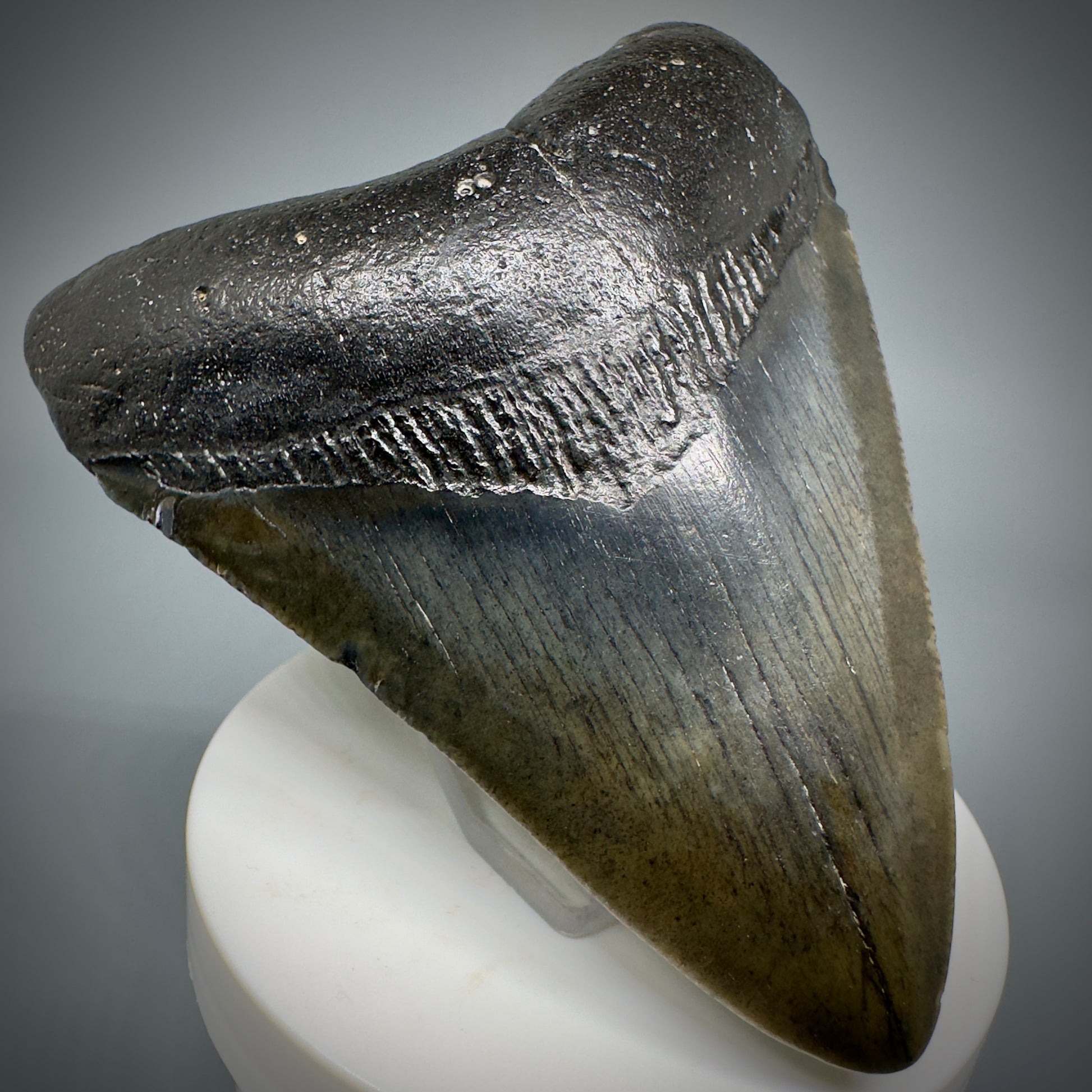 Dark colors 3.77" Fossil Megalodon Shark Tooth from South Carolina CM5278 - Front Left