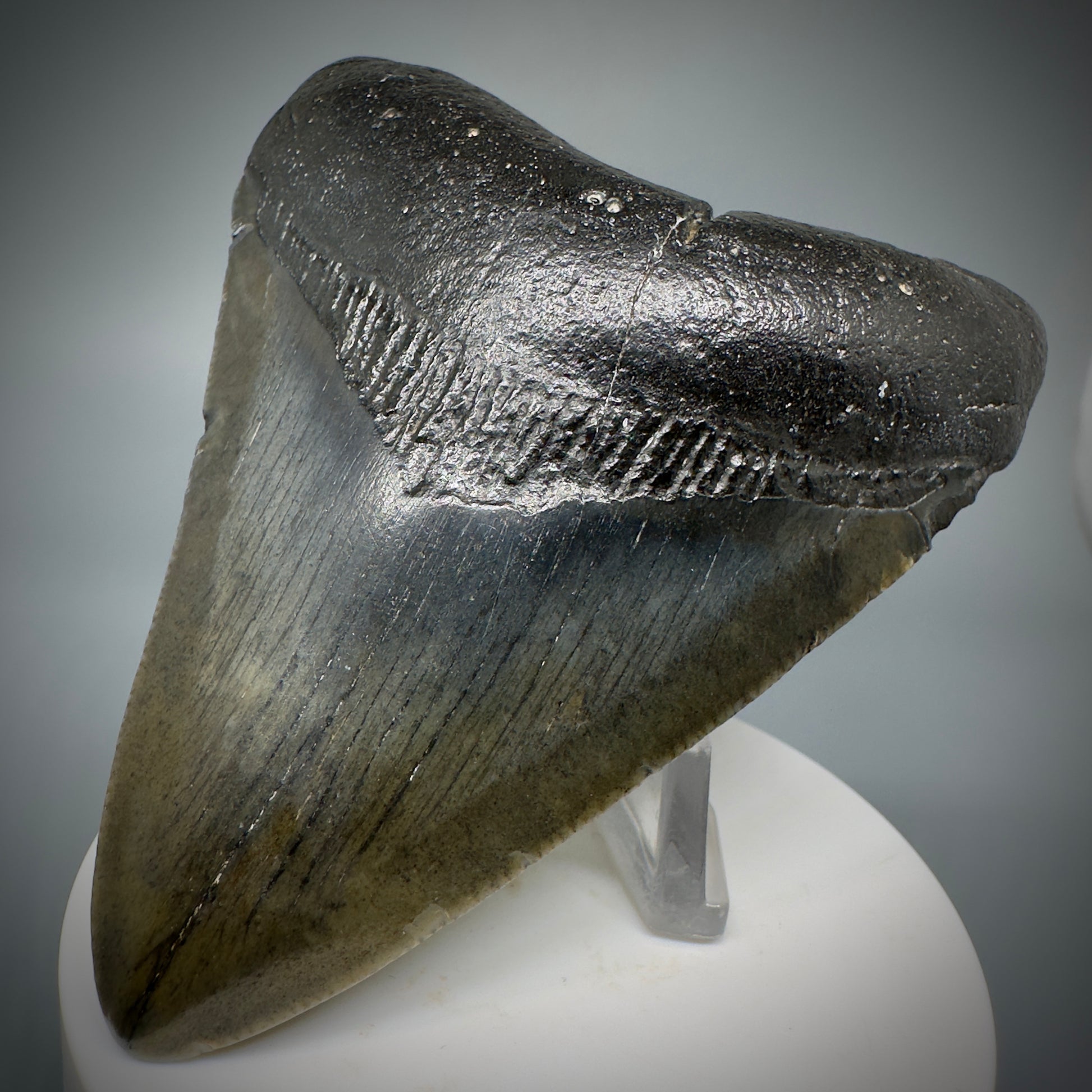Dark colors 3.77" Fossil Megalodon Shark Tooth from South Carolina CM5278 - Front Right