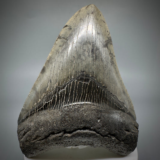 Colorful, sharply serrated 3.76" Fossil Megalodon Shark Tooth from South Carolina CM5281 - Front