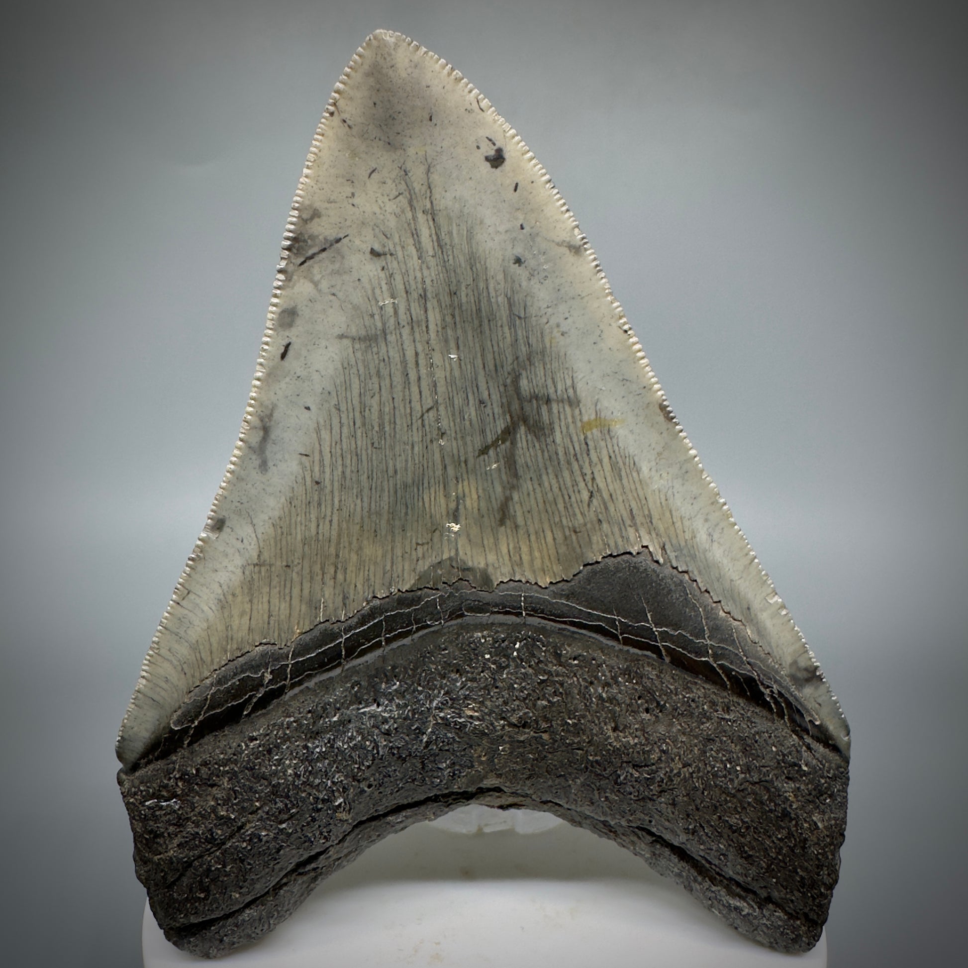 Colorful, sharply serrated 3.76" Fossil Megalodon Shark Tooth from South Carolina CM5281 - Back 