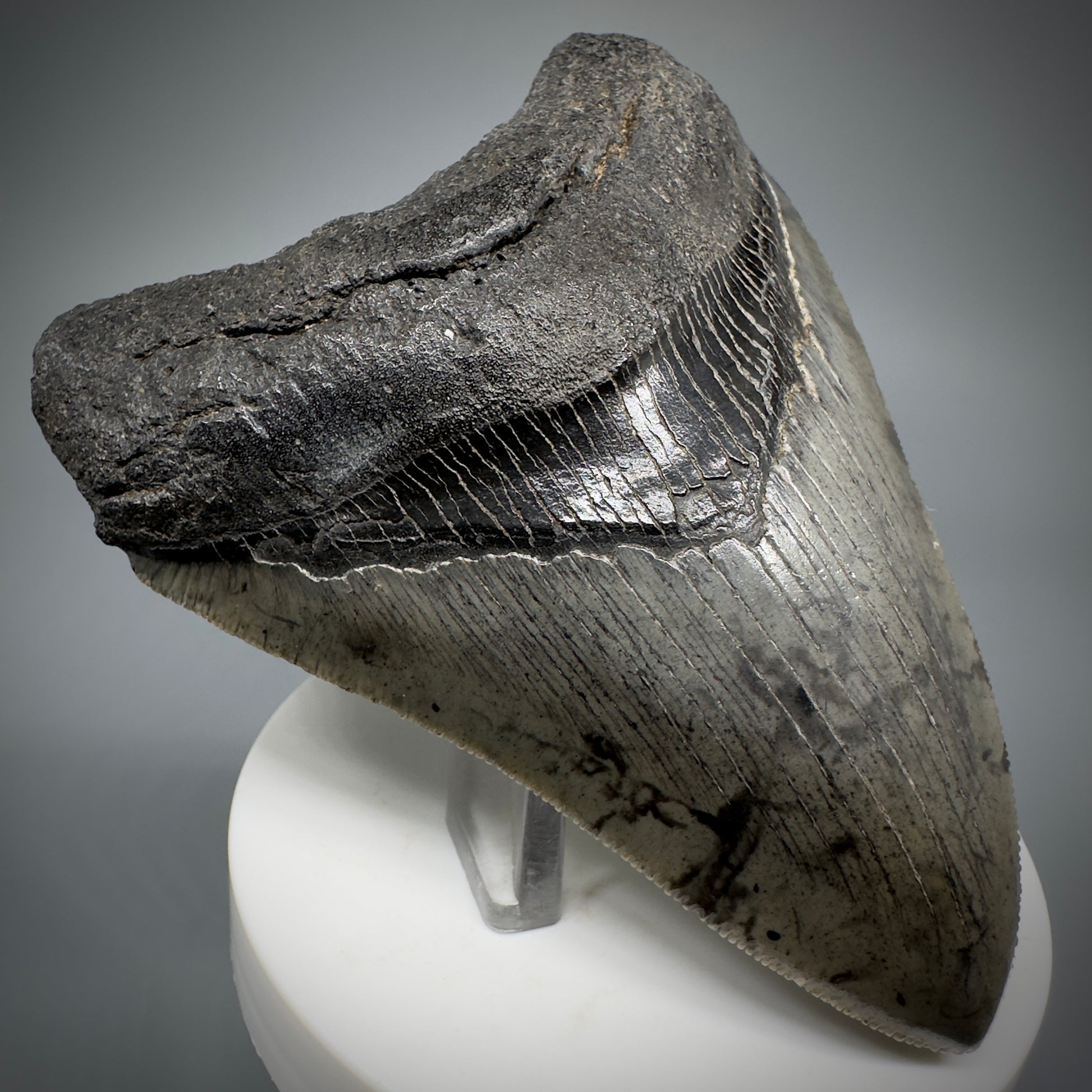 Colorful, sharply serrated 3.76" Fossil Megalodon Shark Tooth from South Carolina CM5281 - Front Left