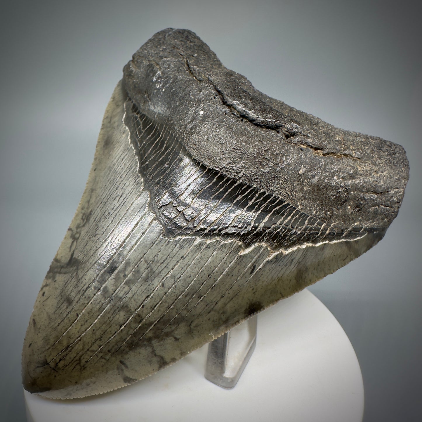 Colorful, sharply serrated 3.76" Fossil Megalodon Shark Tooth from South Carolina CM5281 - Front Right