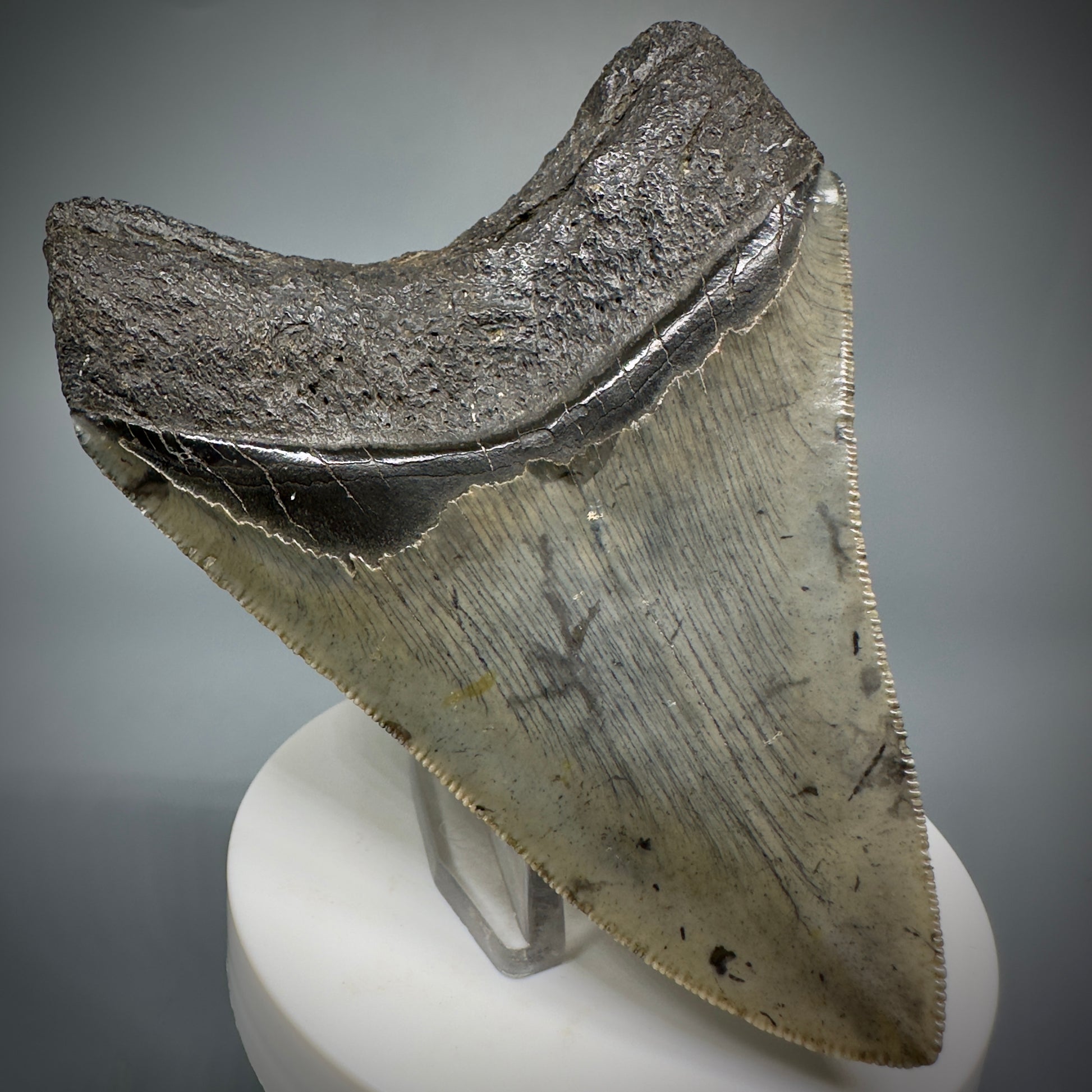 Colorful, sharply serrated 3.76" Fossil Megalodon Shark Tooth from South Carolina CM5281 - Back Left