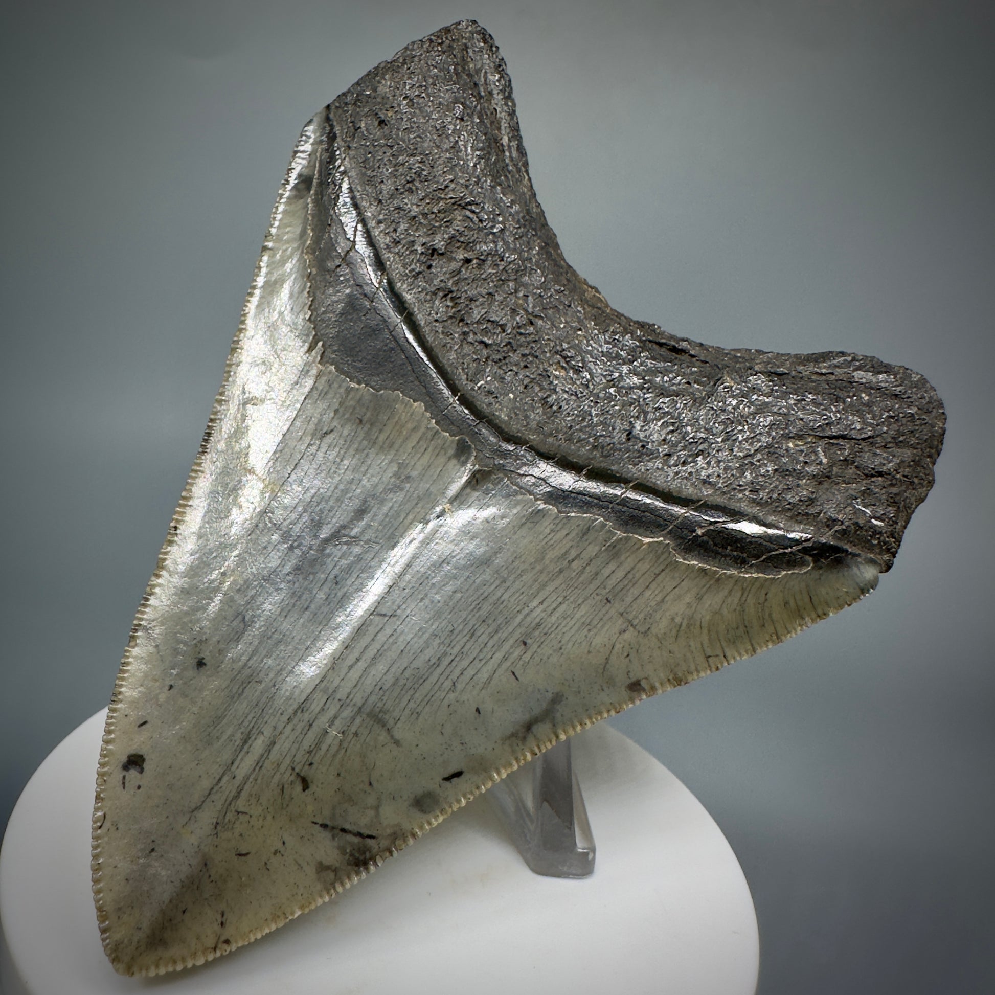 Colorful, sharply serrated 3.76" Fossil Megalodon Shark Tooth from South Carolina CM5281 - Back Right