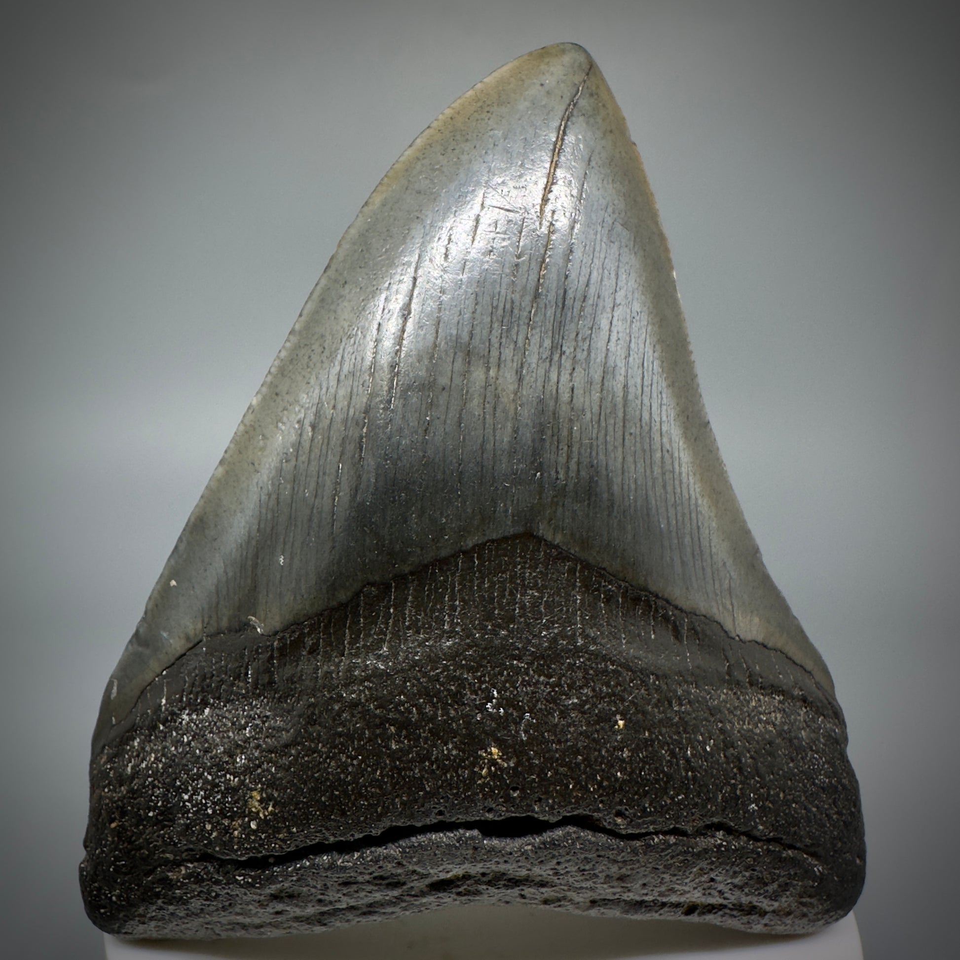 Dark colors 3.47" Fossil Megalodon Shark Tooth from South Carolina CM5275 - Front