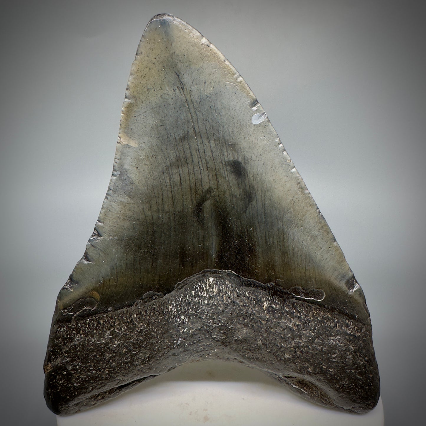 Dark colors 3.47" Fossil Megalodon Shark Tooth from South Carolina CM5275 - Back