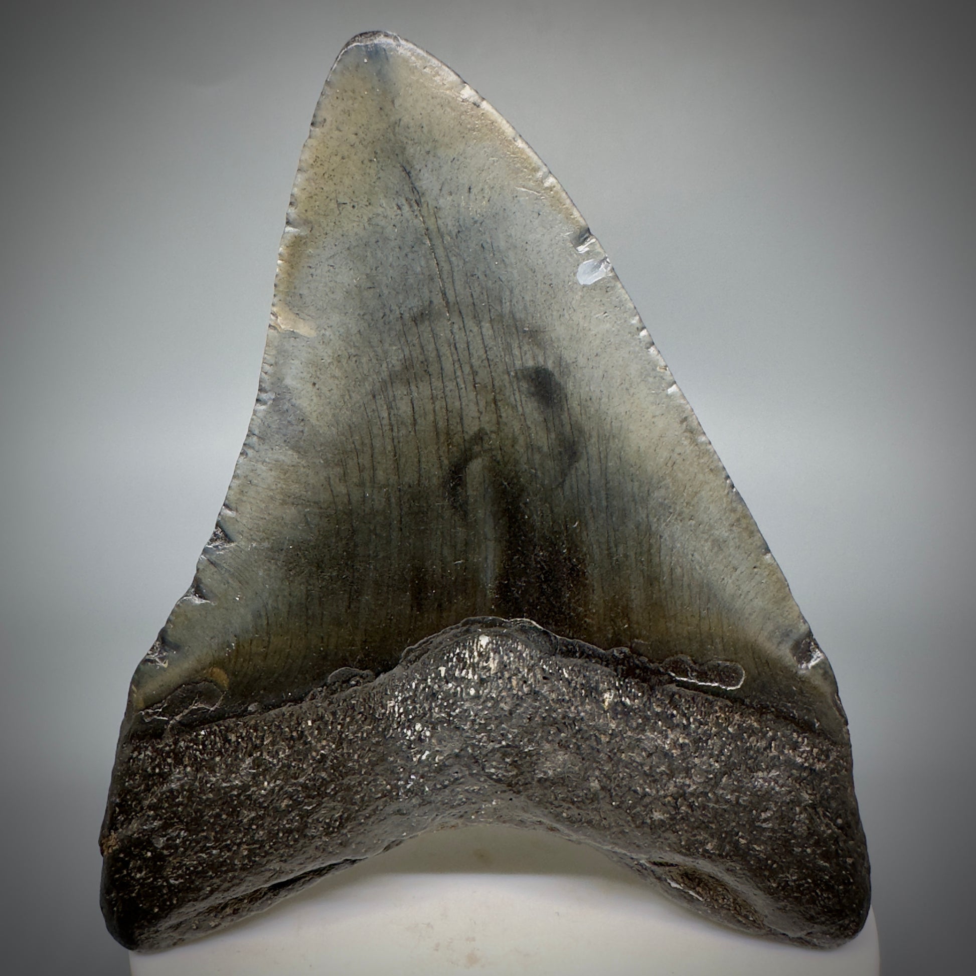 Dark colors 3.47" Fossil Megalodon Shark Tooth from South Carolina CM5275 - Back