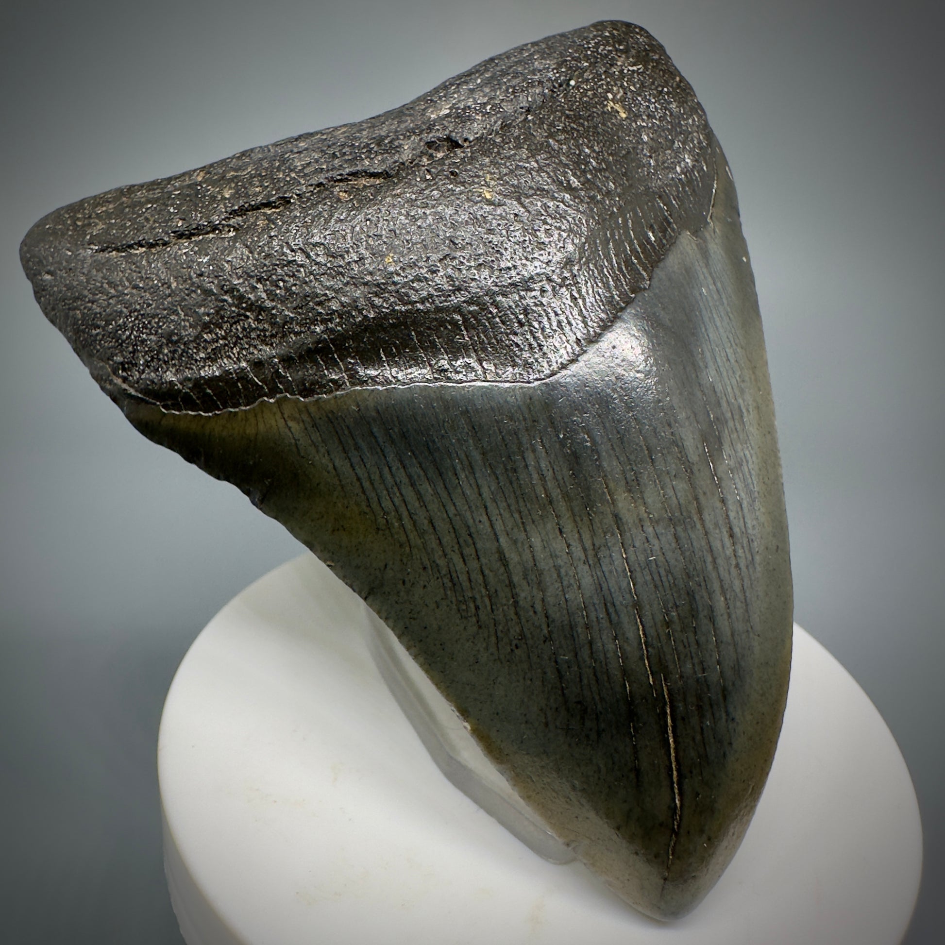 Dark colors 3.47" Fossil Megalodon Shark Tooth from South Carolina CM5275 - Front Left