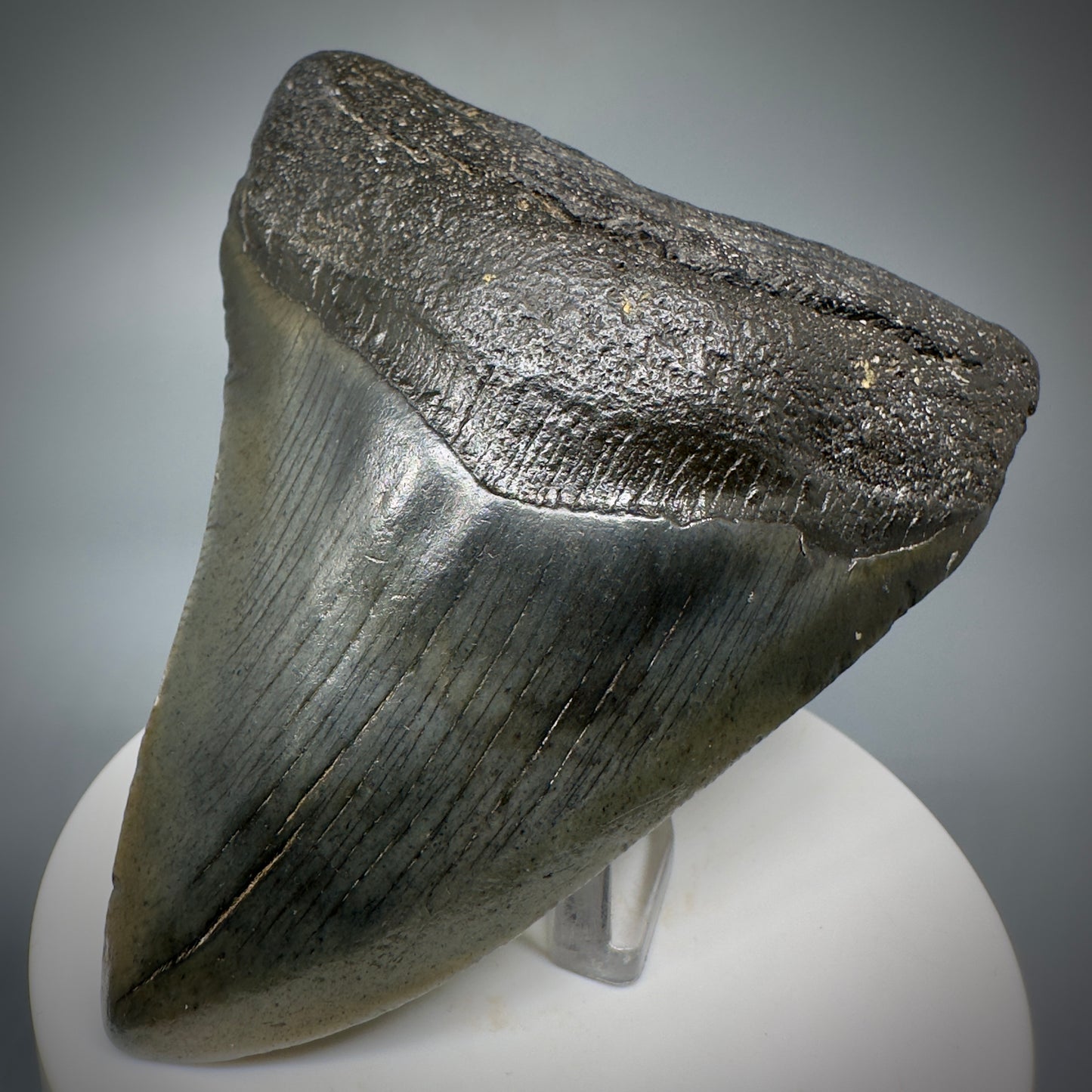 Dark colors 3.47" Fossil Megalodon Shark Tooth from South Carolina CM5275 - Front Right
