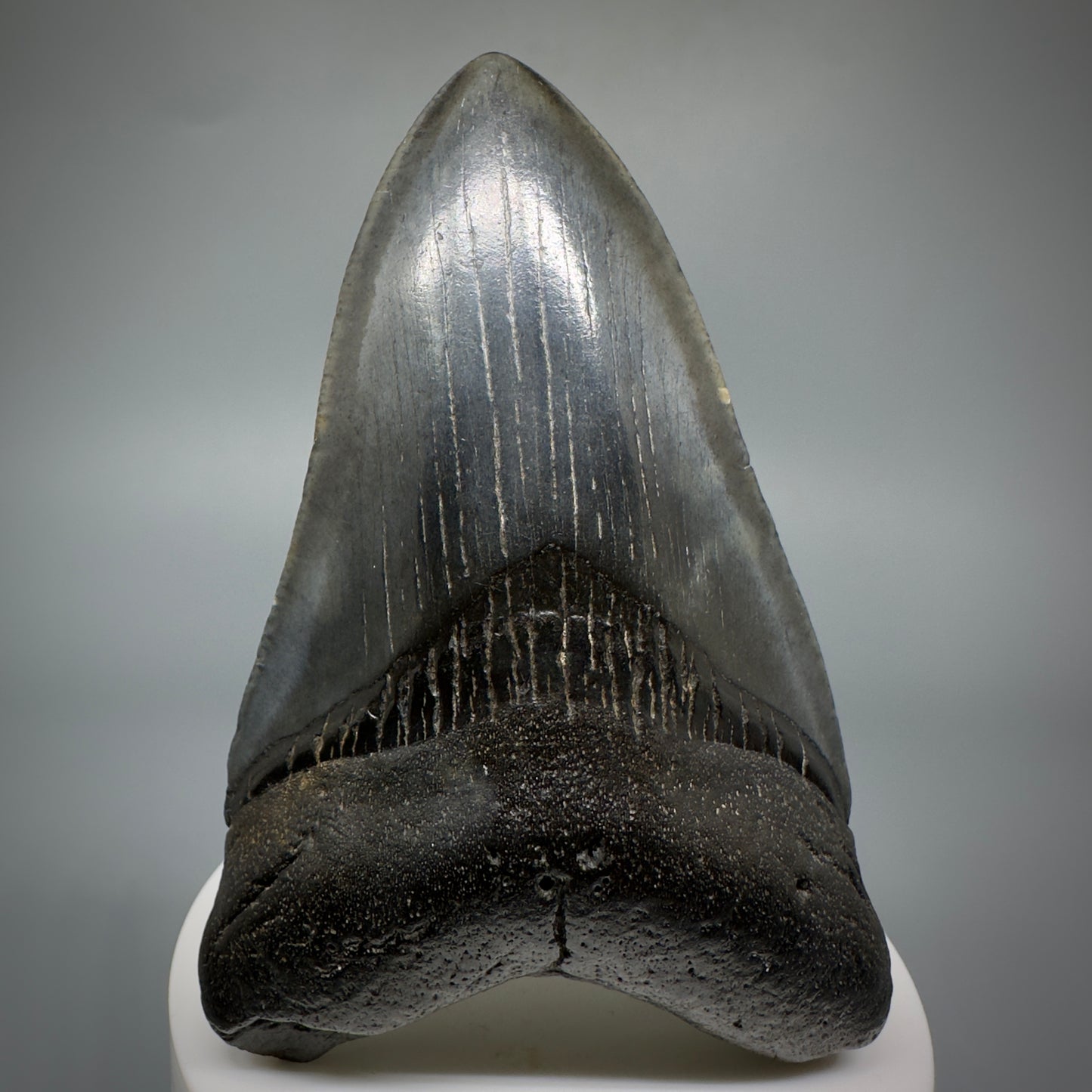 Dark colors 3.50" Fossil Megalodon Shark Tooth from South Carolina CM5277 - Front