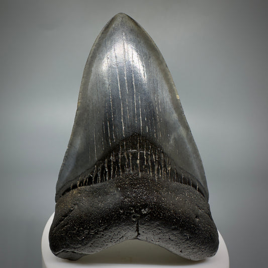 Dark colors 3.50" Fossil Megalodon Shark Tooth from South Carolina CM5277 - Front