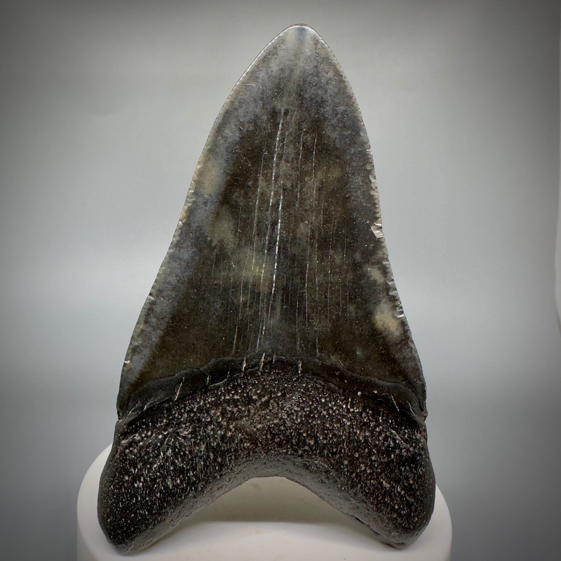 Dark colors 3.50" Fossil Megalodon Shark Tooth from South Carolina CM5277 - Back