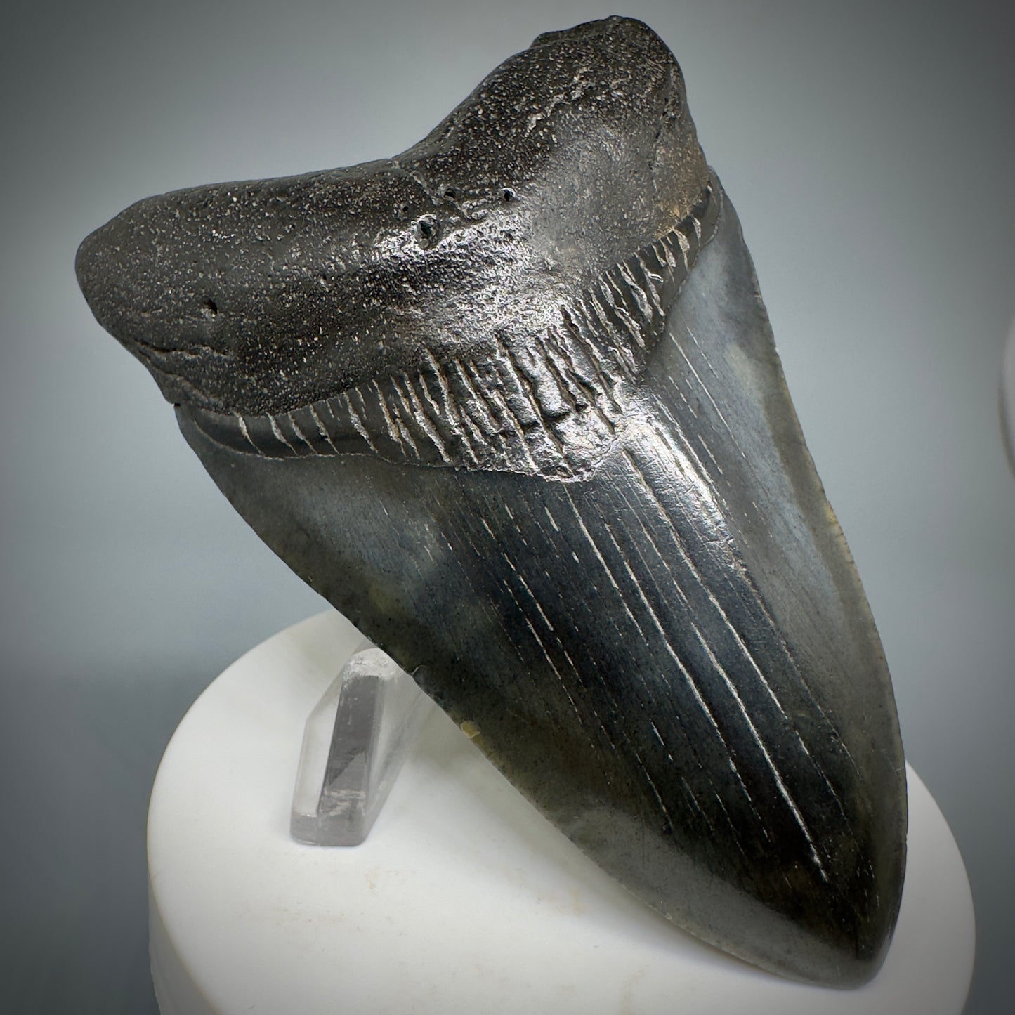 Dark colors 3.50" Fossil Megalodon Shark Tooth from South Carolina CM5277 - Front Left
