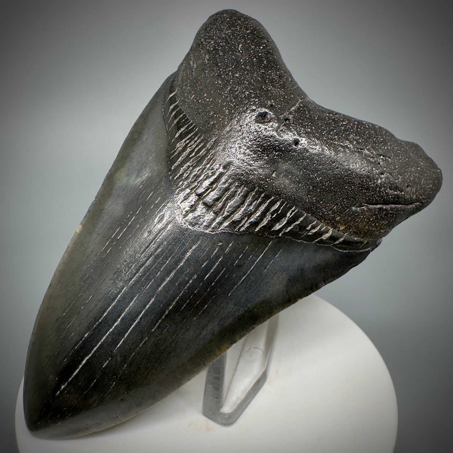 Dark colors 3.50" Fossil Megalodon Shark Tooth from South Carolina CM5277 - Front Right
