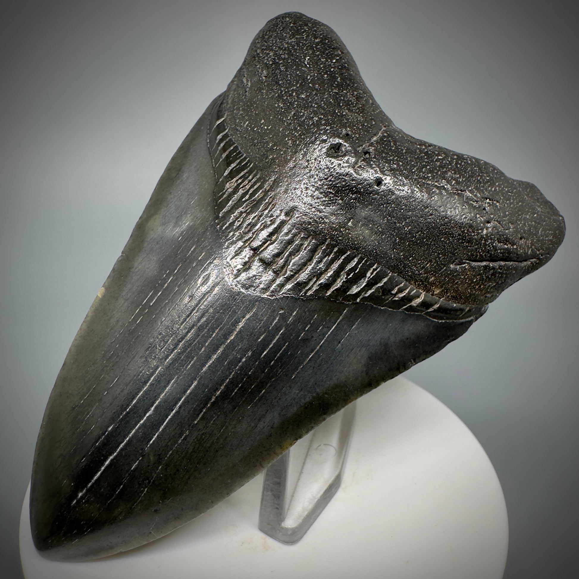 Dark colors 3.50" Fossil Megalodon Shark Tooth from South Carolina CM5277 - Front Right