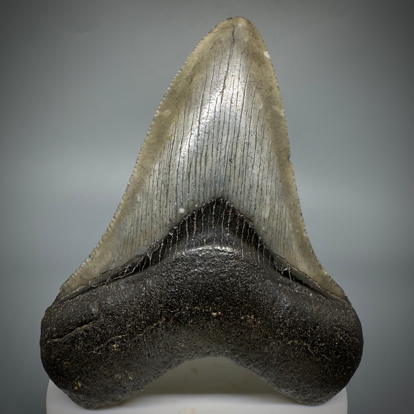 Colorful lower 3.63" Fossil Megalodon Shark Tooth from South Carolina CM5276 - Front