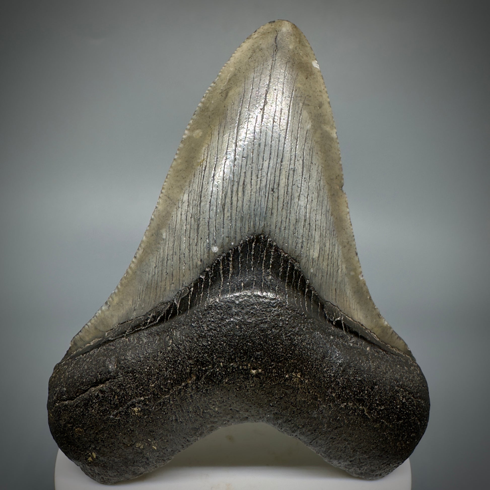 Colorful lower 3.63" Fossil Megalodon Shark Tooth from South Carolina CM5276 - Front