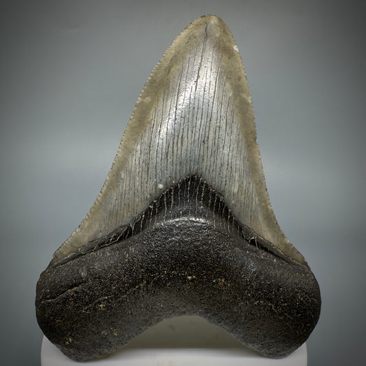 Colorful lower 3.63" Fossil Megalodon Shark Tooth from South Carolina CM5276 - Front
