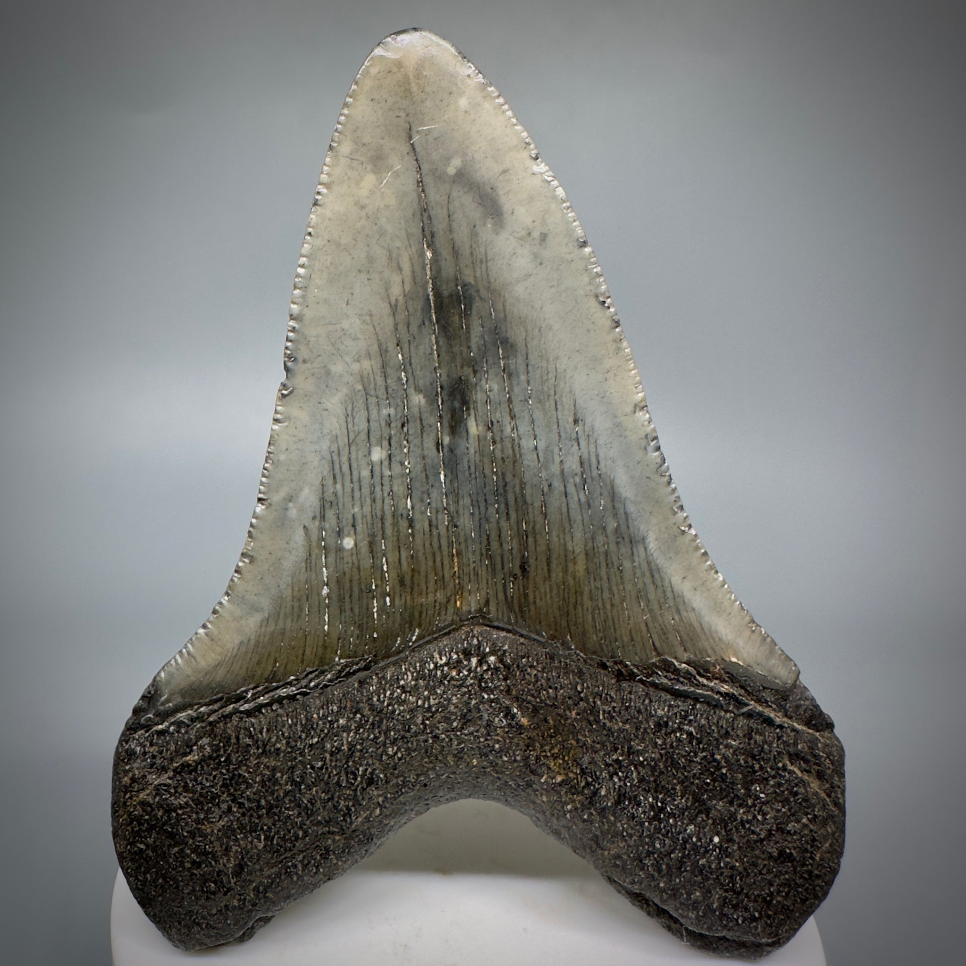 Colorful lower 3.63" Fossil Megalodon Shark Tooth from South Carolina CM5276 - Back