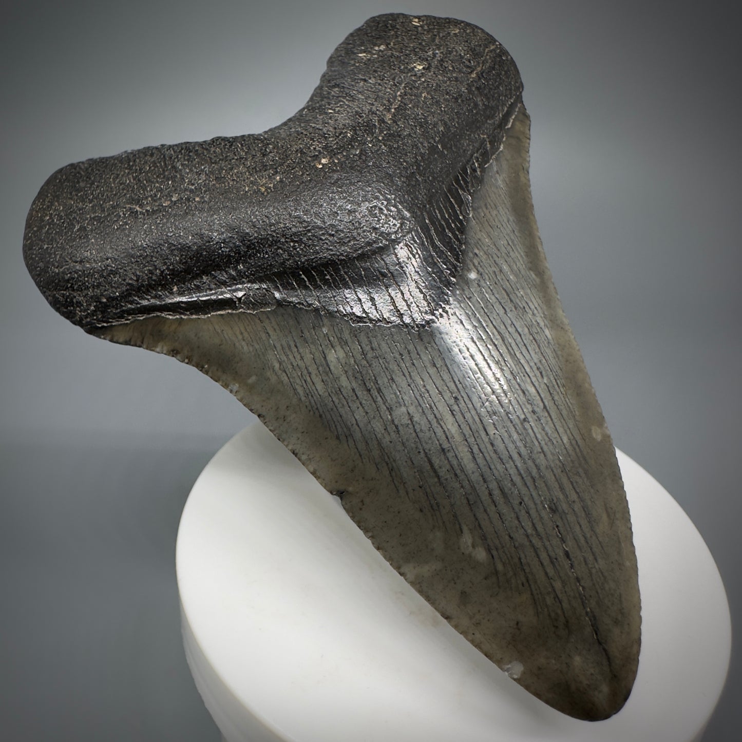 Colorful lower 3.63" Fossil Megalodon Shark Tooth from South Carolina CM5276 - Front Left
