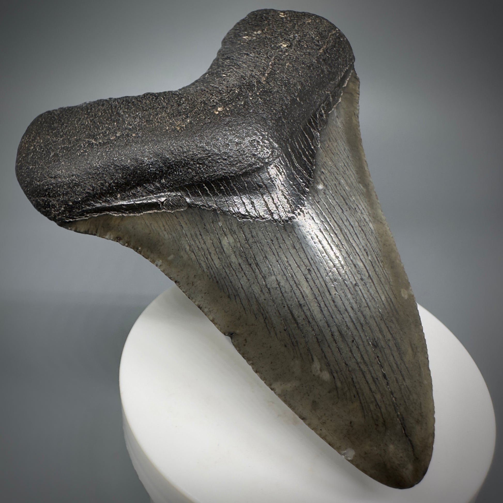 Colorful lower 3.63" Fossil Megalodon Shark Tooth from South Carolina CM5276 - Front Left