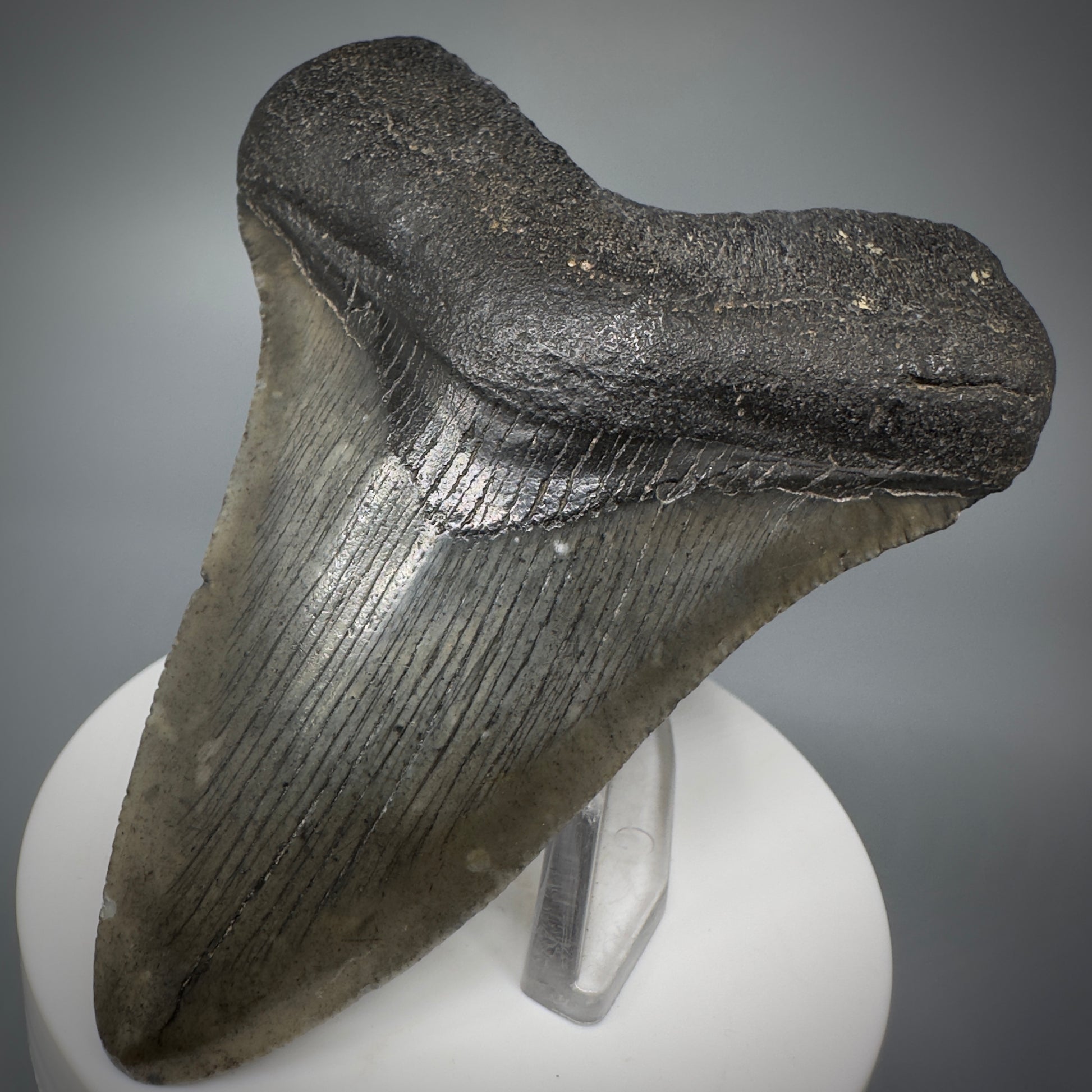 Colorful lower 3.63" Fossil Megalodon Shark Tooth from South Carolina CM5276 - Front Right