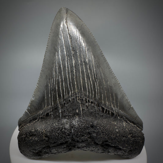 Colorful 3.01" Fossil Megalodon Shark Tooth from South Carolina CM5273 - Front
