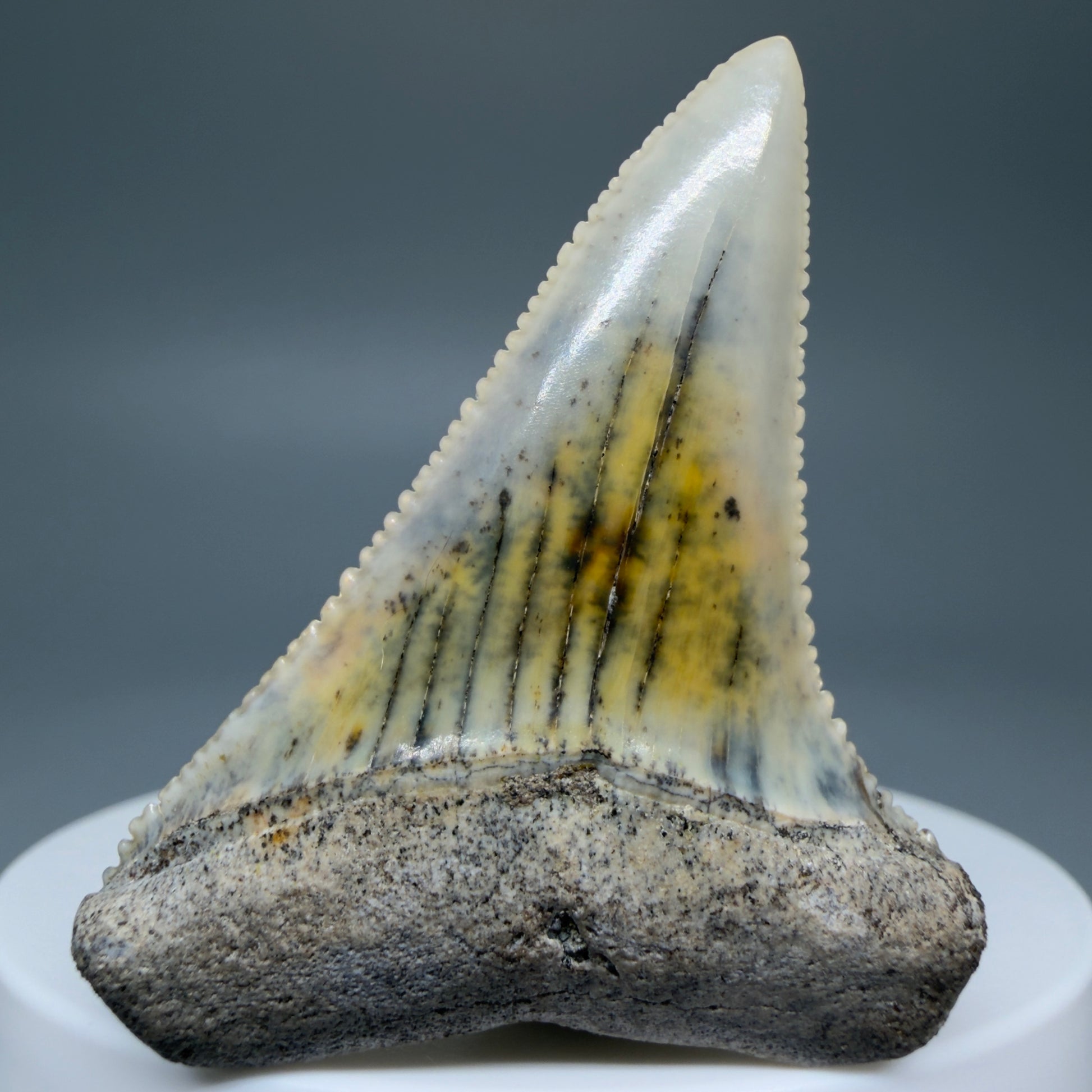 Front View Collector's Quality, colorful 1.92" long Fossil Great White Tooth from the deserts of Peru GW1265 - 2
