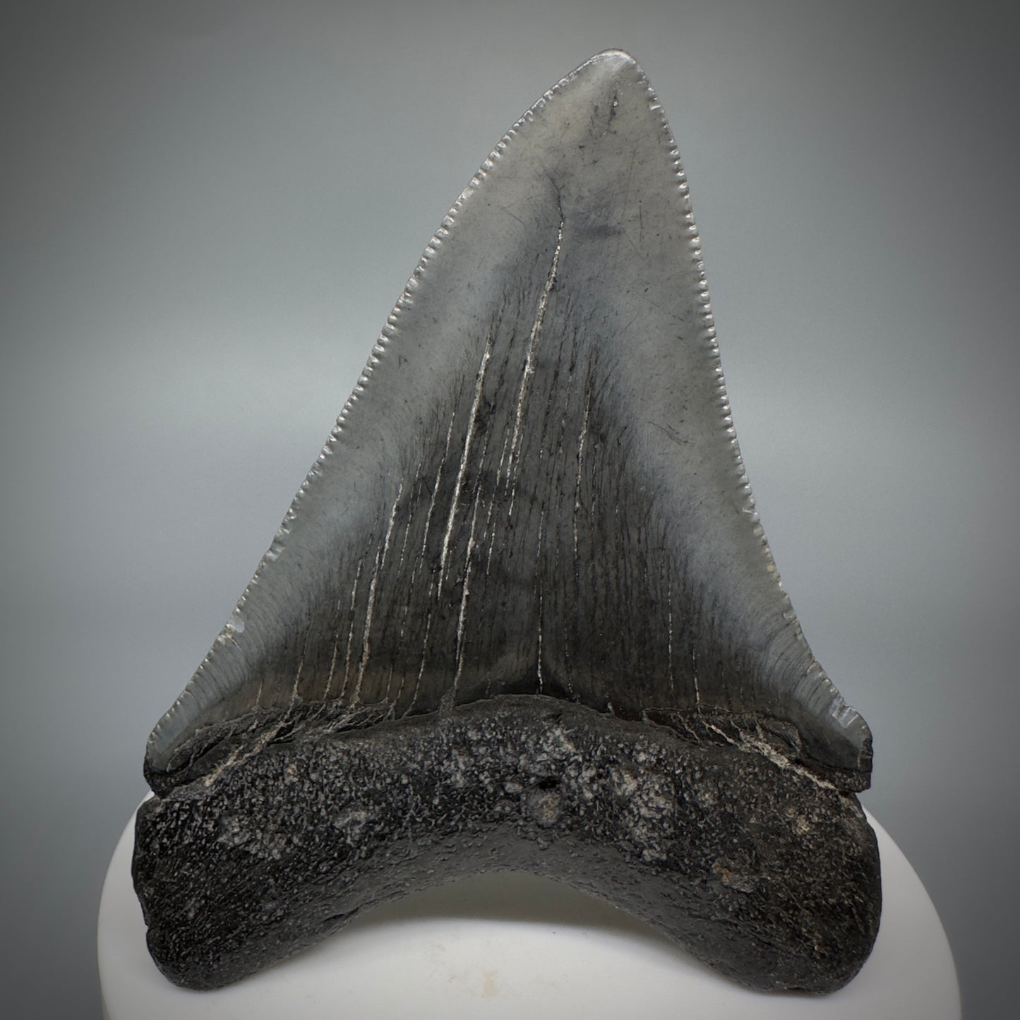 Colorful 3.01" Fossil Megalodon Shark Tooth from South Carolina CM5273 - Back 