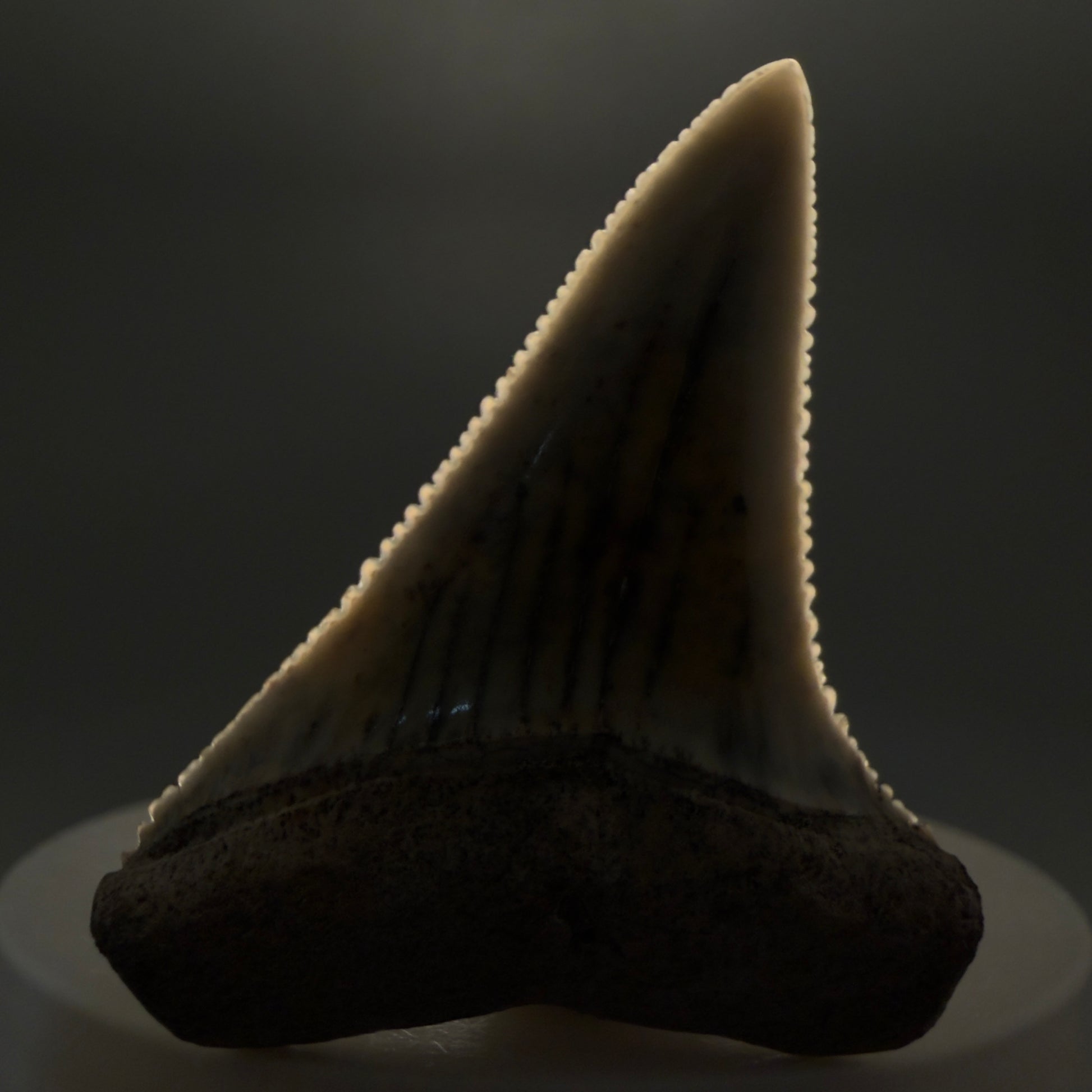 Front View Collector's Quality, colorful 1.92" long Fossil Great White Tooth from the deserts of Peru GW1265 - 1