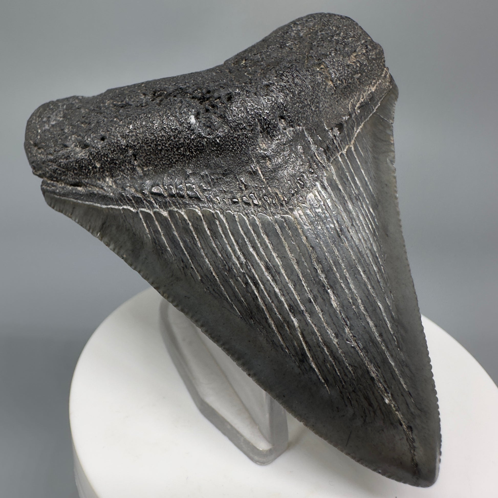 Colorful 3.01" Fossil Megalodon Shark Tooth from South Carolina CM5273 - Front Left