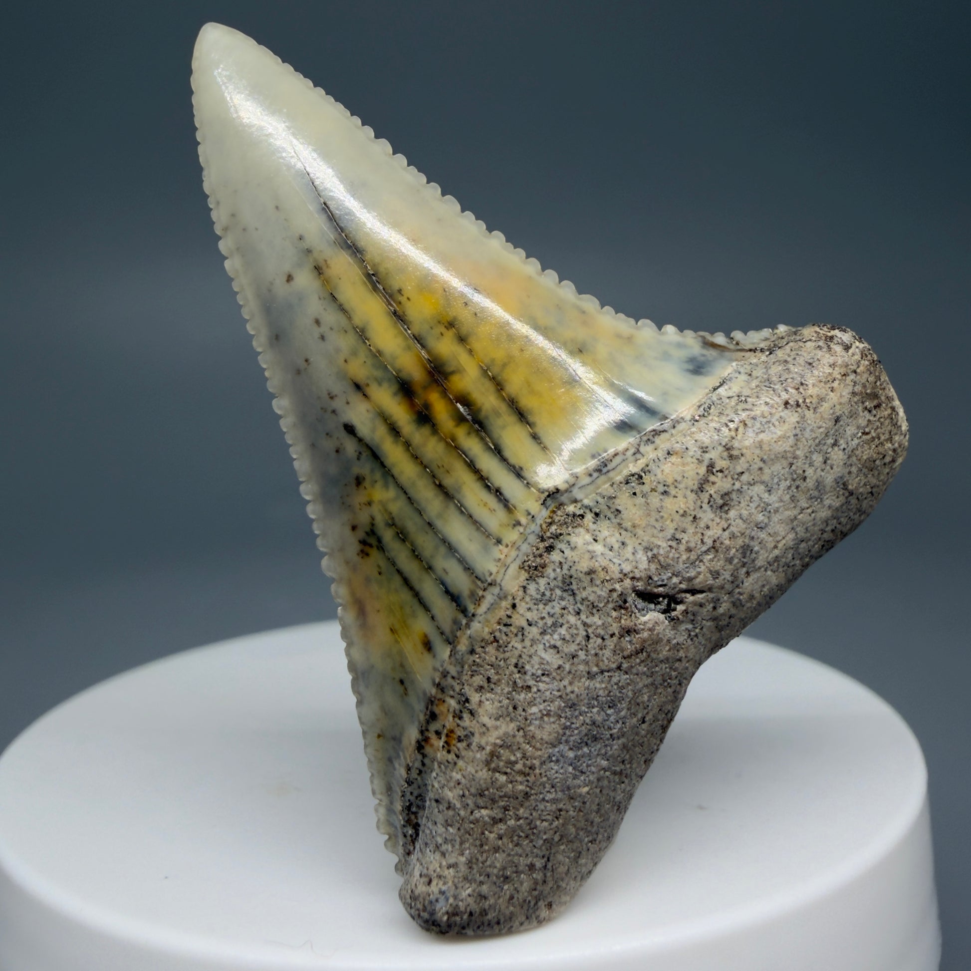 Front View Collector's Quality, colorful 1.92" long Fossil Great White Tooth from the deserts of Peru GW1265 - 3