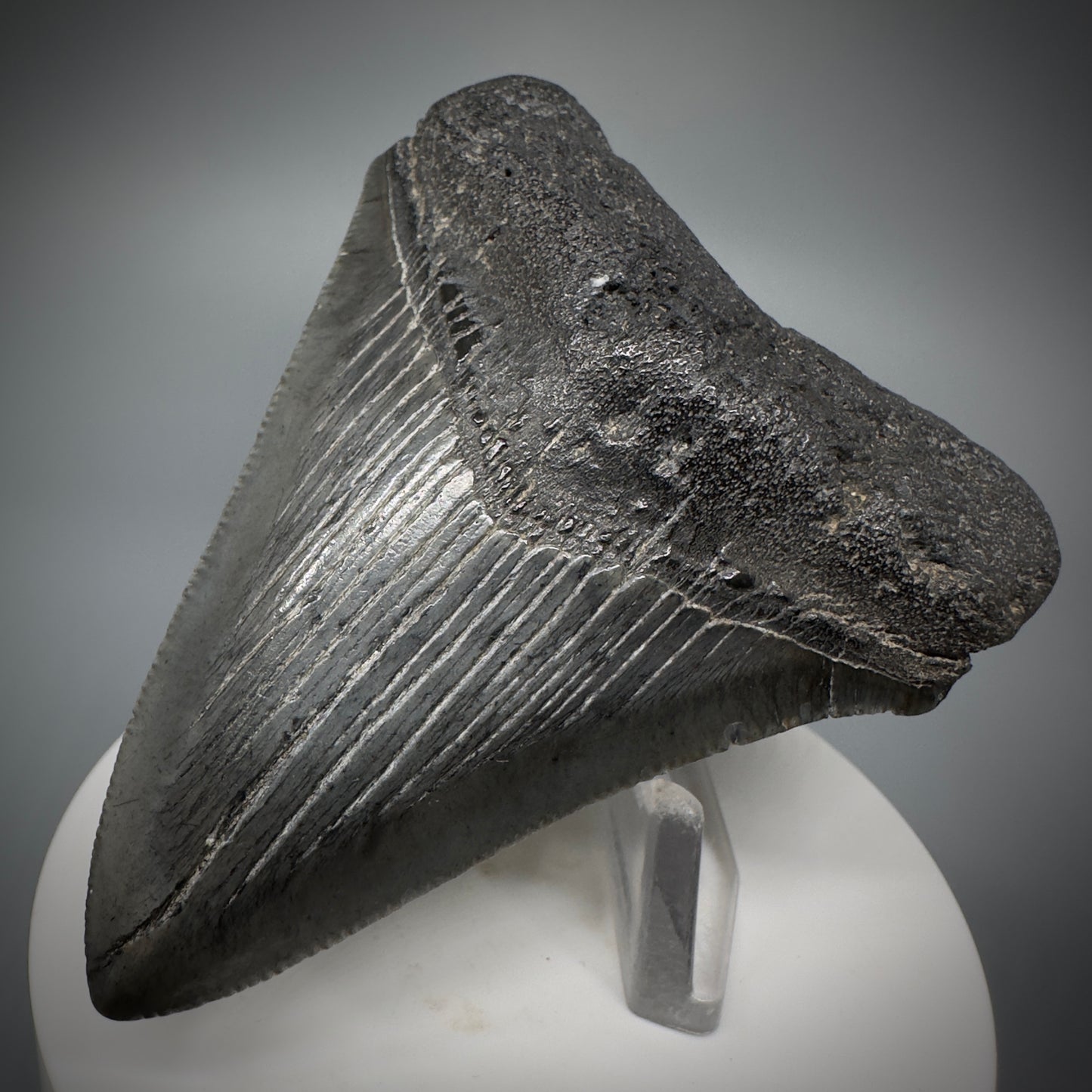 Colorful 3.01" Fossil Megalodon Shark Tooth from South Carolina CM5273 - Front Right