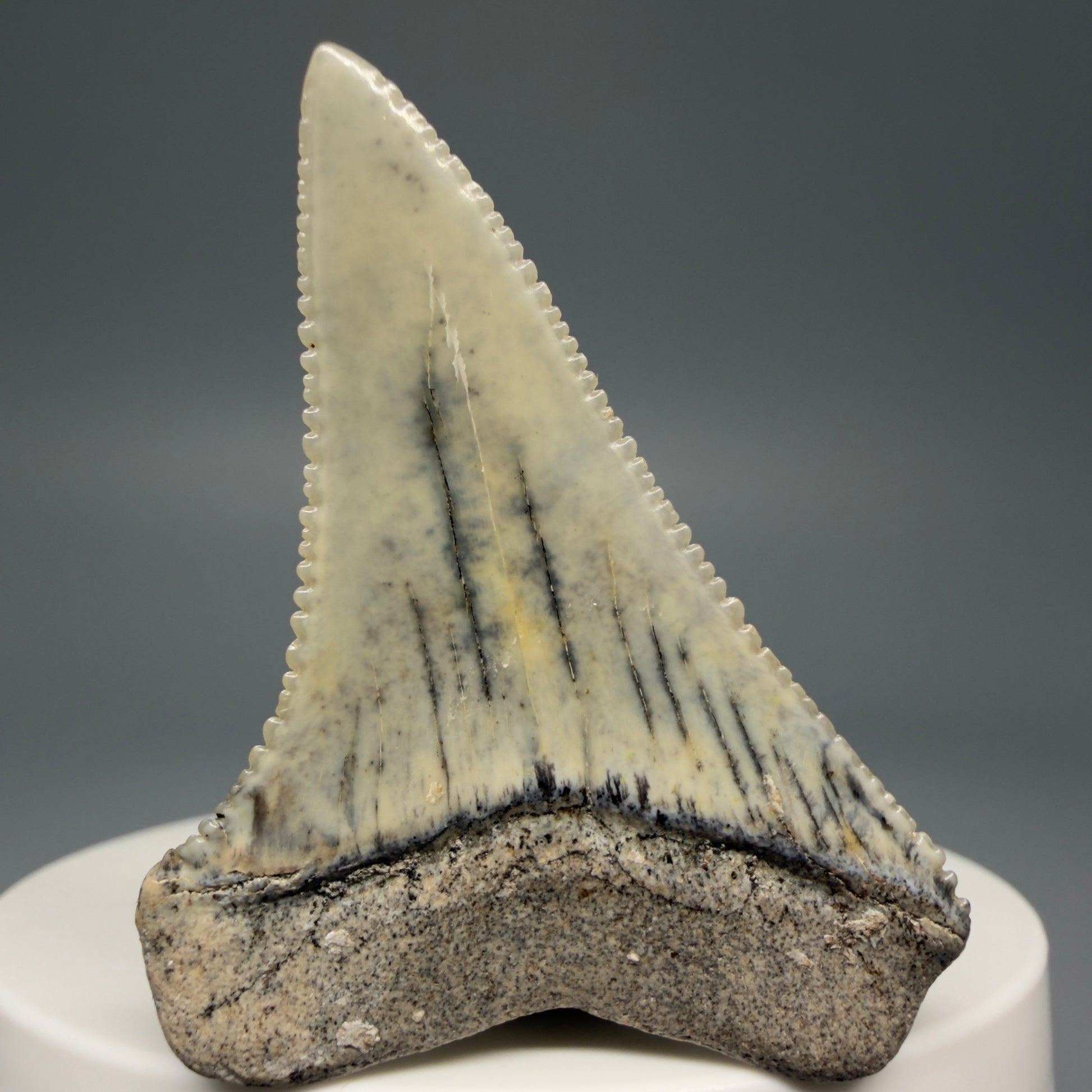 Back View Collector's Quality, colorful 1.92" long Fossil Great White Tooth from the deserts of Peru GW1265 