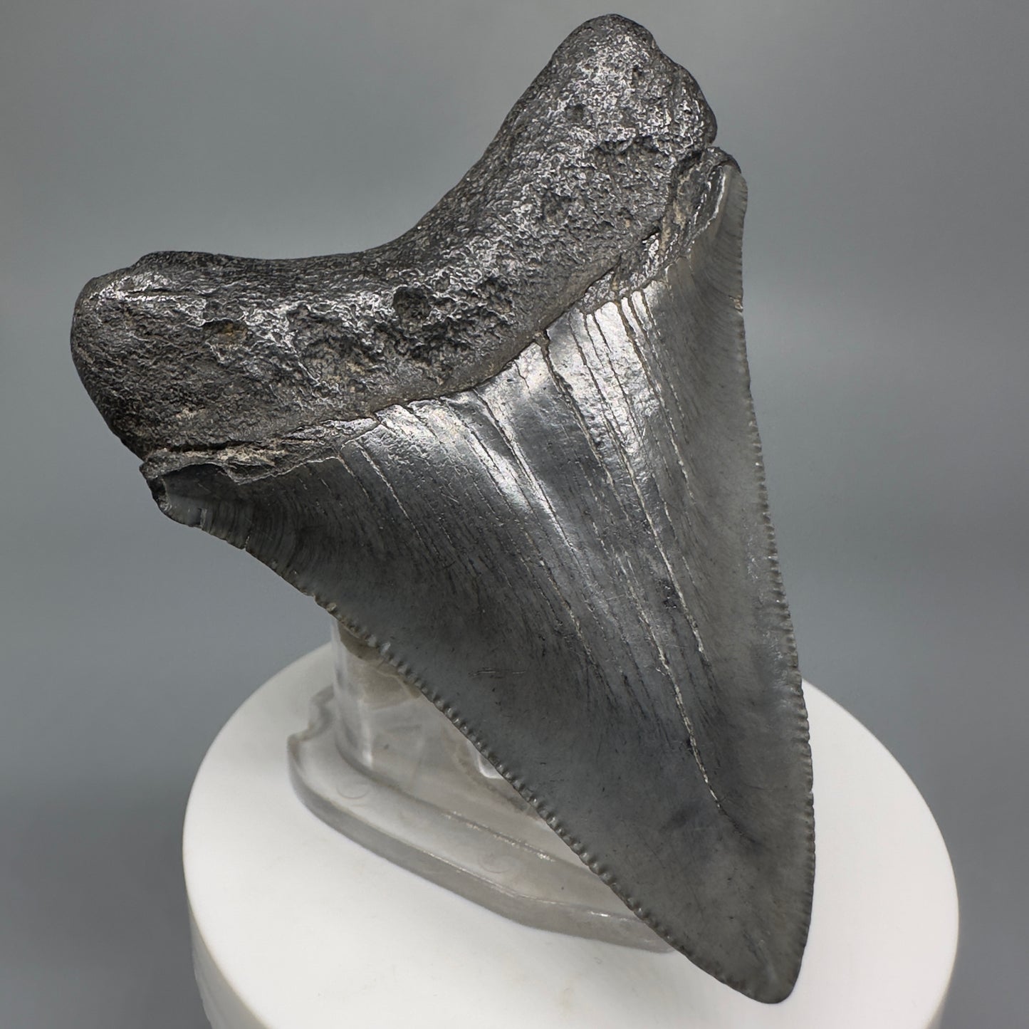 Colorful 3.01" Fossil Megalodon Shark Tooth from South Carolina CM5273 - Back Left