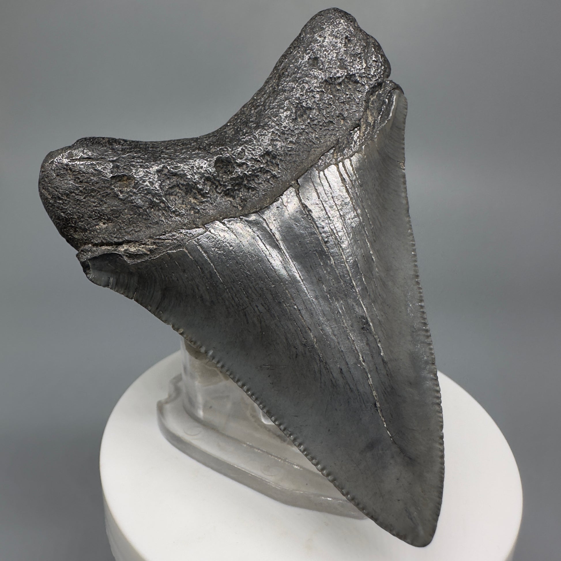 Colorful 3.01" Fossil Megalodon Shark Tooth from South Carolina CM5273 - Back Left