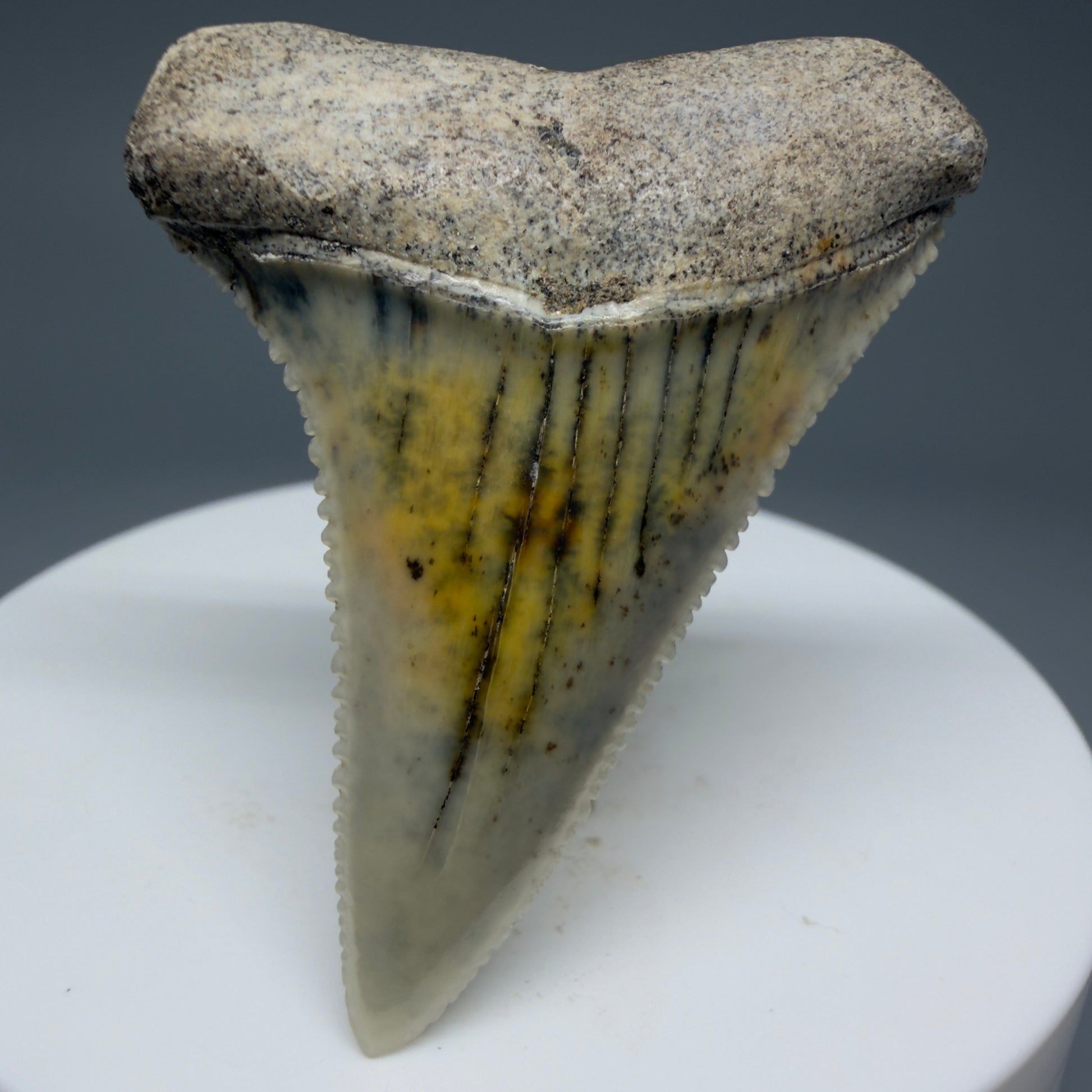 Front View Collector's Quality, colorful 1.92" long Fossil Great White Tooth from the deserts of Peru GW1265 - 4