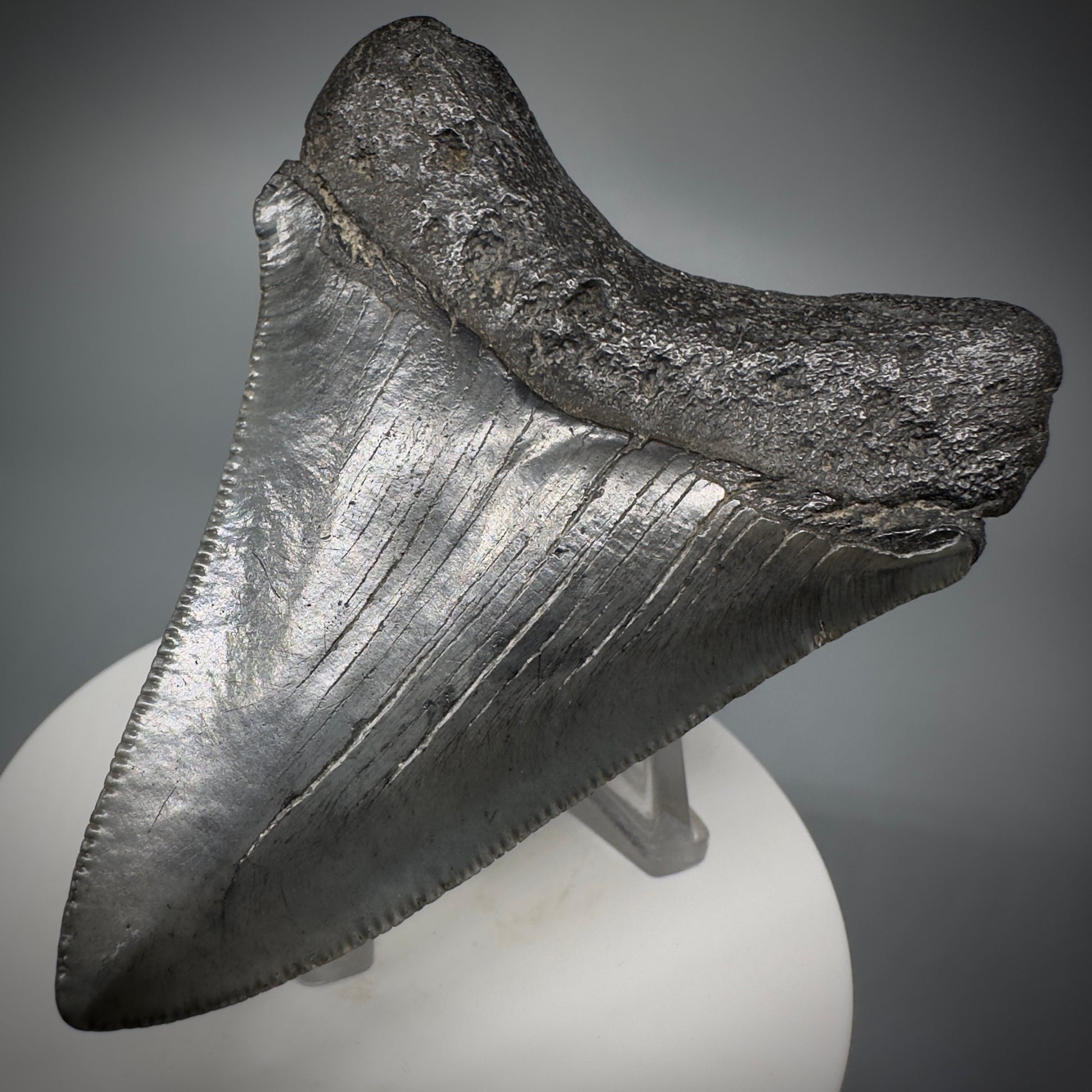 Colorful 3.01" Fossil Megalodon Shark Tooth from South Carolina CM5273 - Back Right
