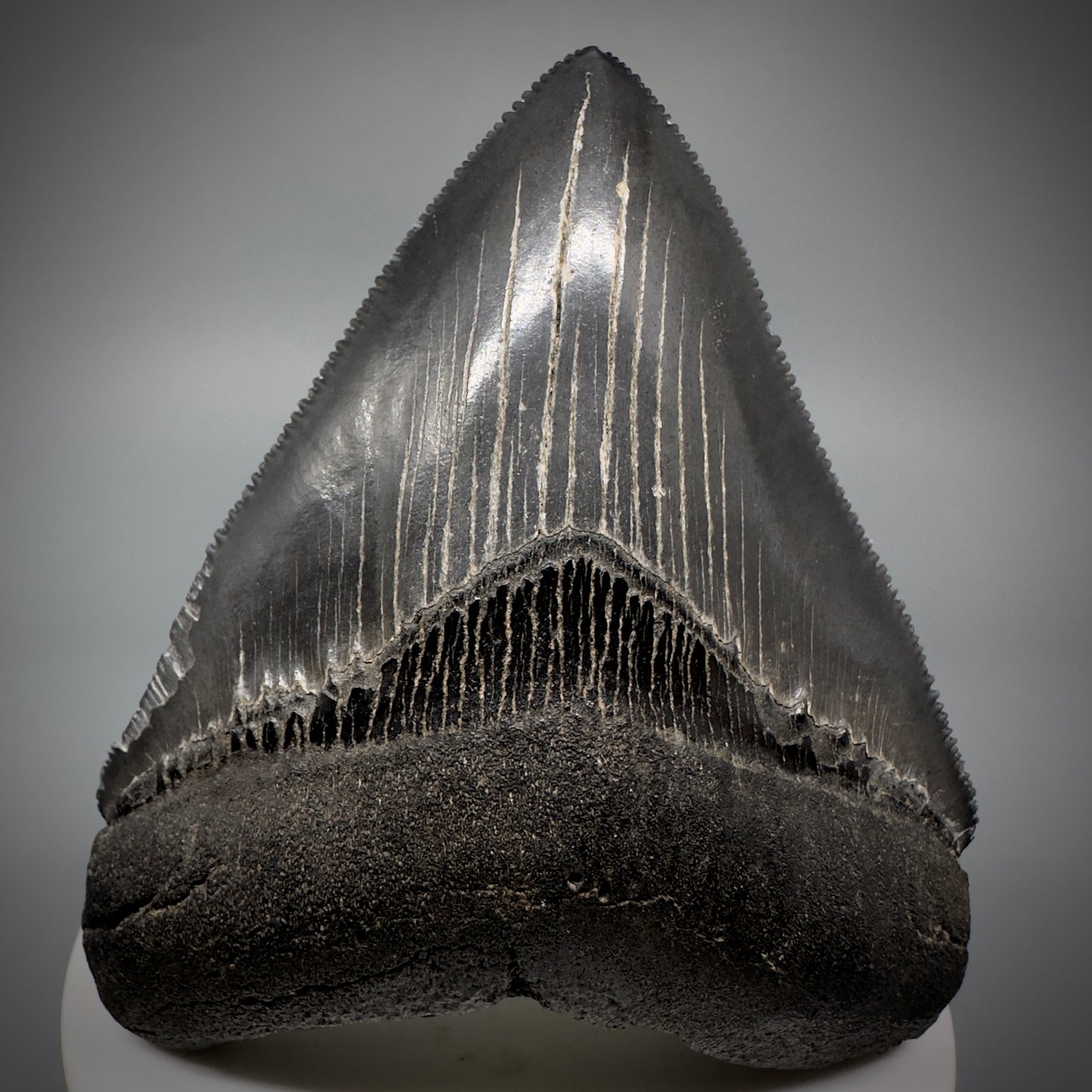 Dark Grey, sharply serrated 3.14" Fossil Megalodon Shark Tooth from South Carolina CM5274 - Front