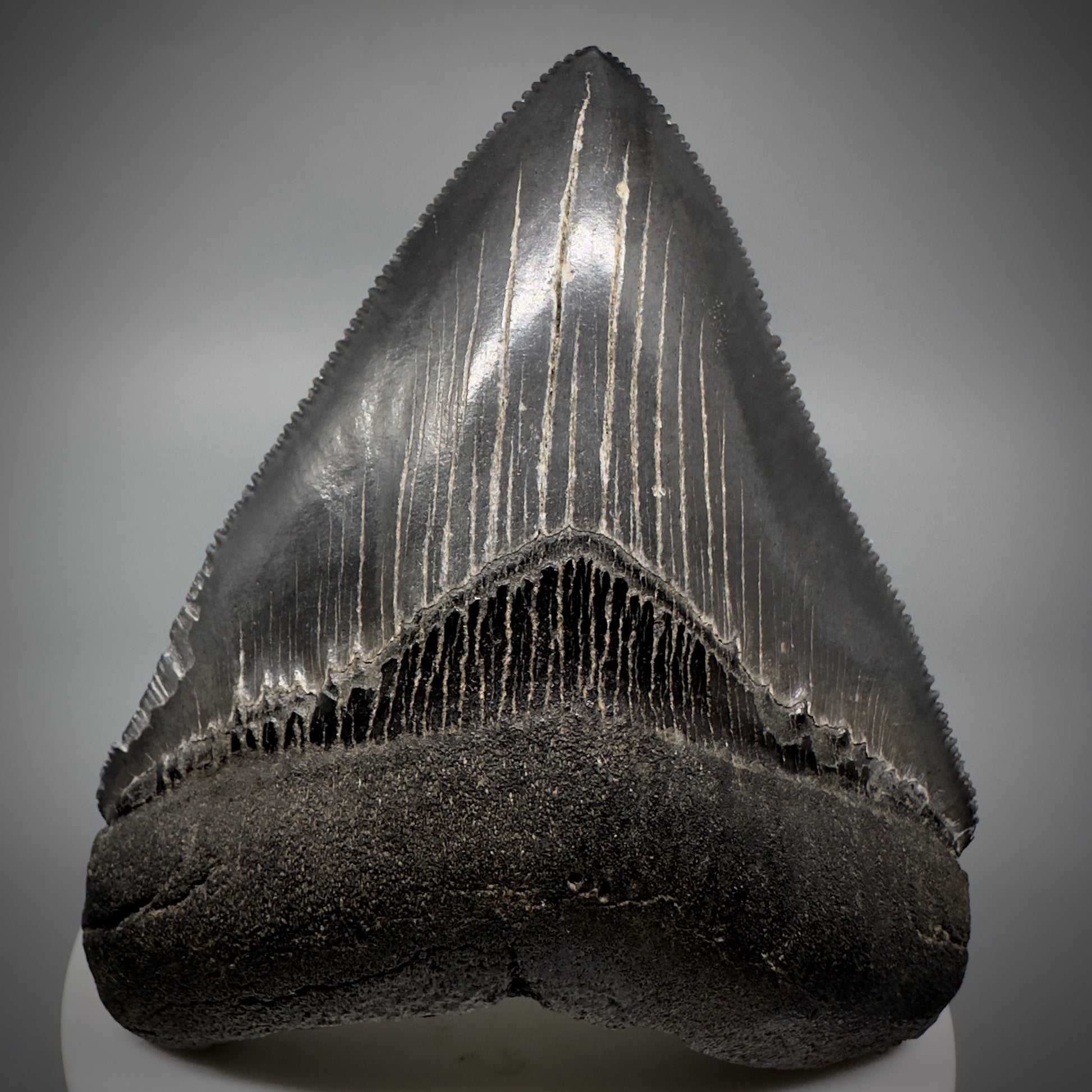 Dark Grey, sharply serrated 3.14" Fossil Megalodon Shark Tooth from South Carolina CM5274 - Front