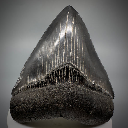 Dark Grey, sharply serrated 3.14" Fossil Megalodon Shark Tooth from South Carolina CM5274 - Front