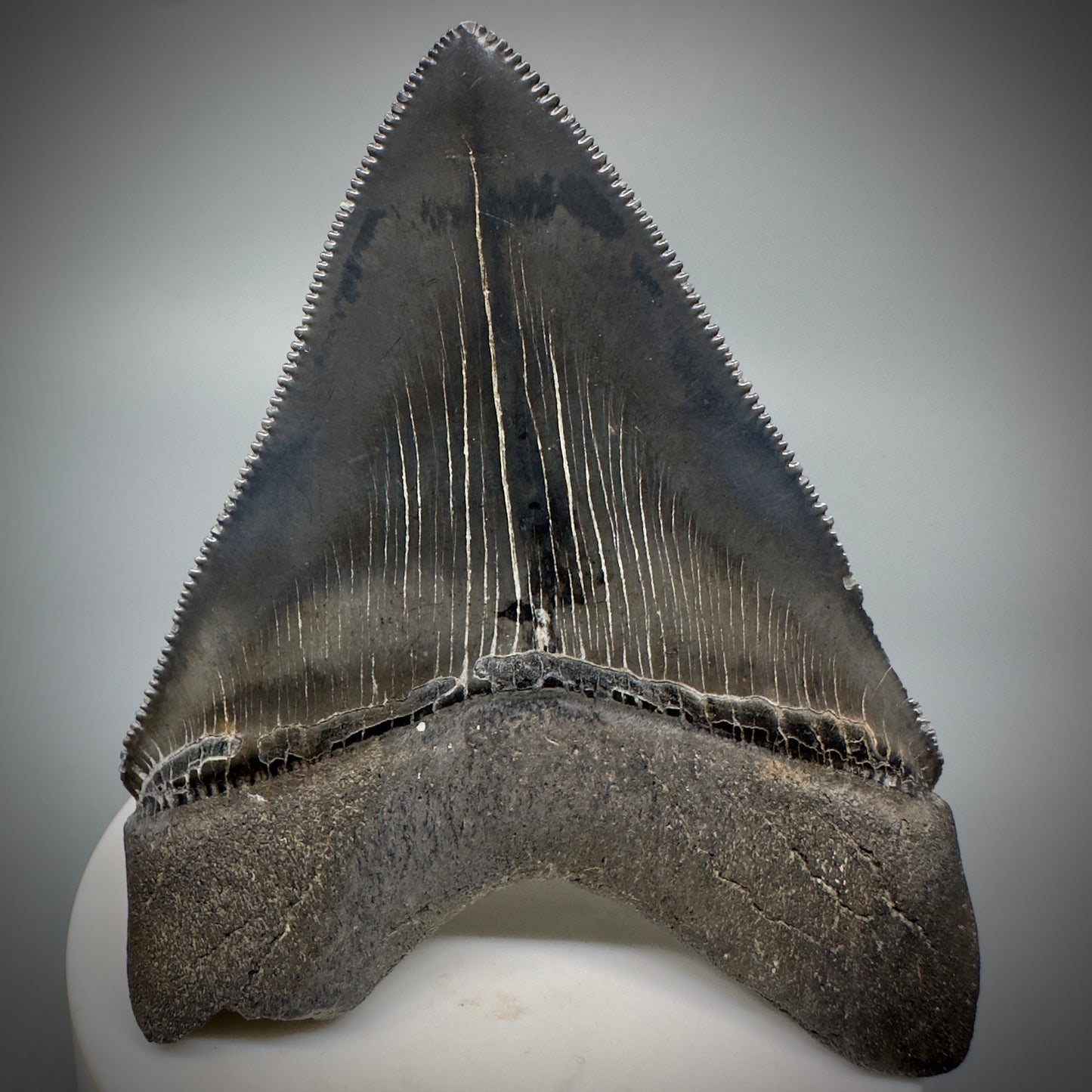 Dark Grey, sharply serrated 3.14" Fossil Megalodon Shark Tooth from South Carolina CM5274 - Back