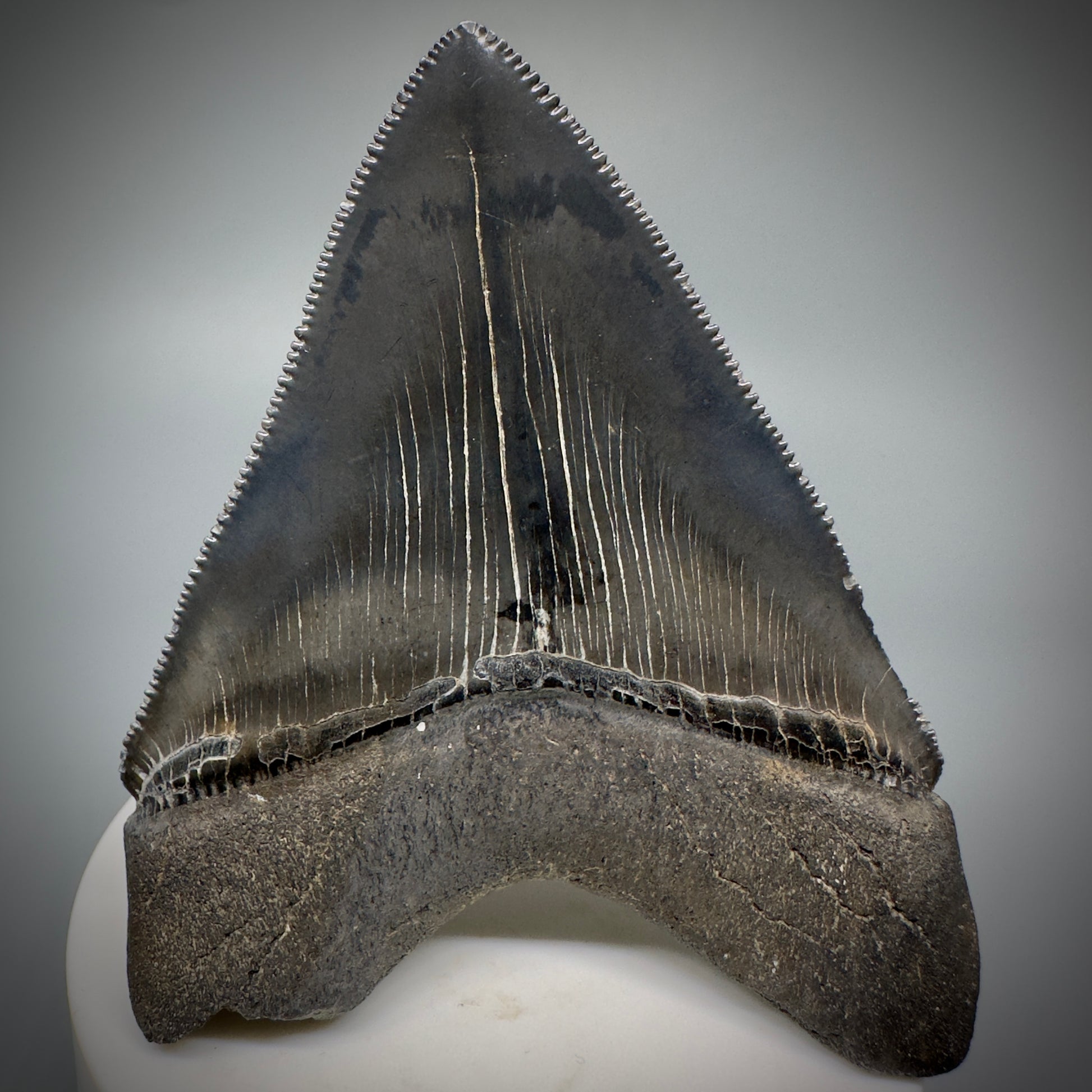 Dark Grey, sharply serrated 3.14" Fossil Megalodon Shark Tooth from South Carolina CM5274 - Back